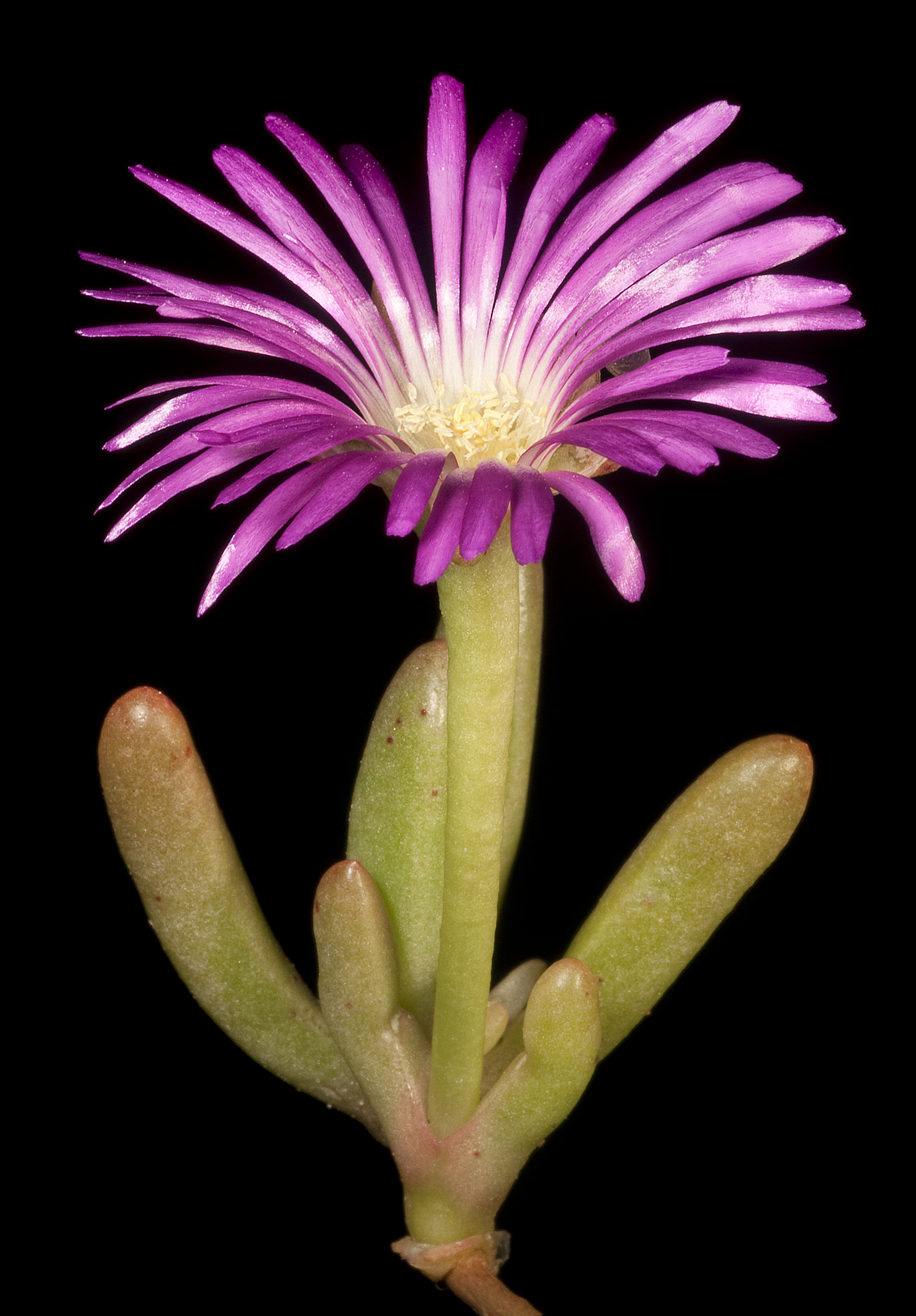 Round-leaved pigface - CAT-00078-F-Disphyma-crassifolium-subsp-clavellatum.jpg