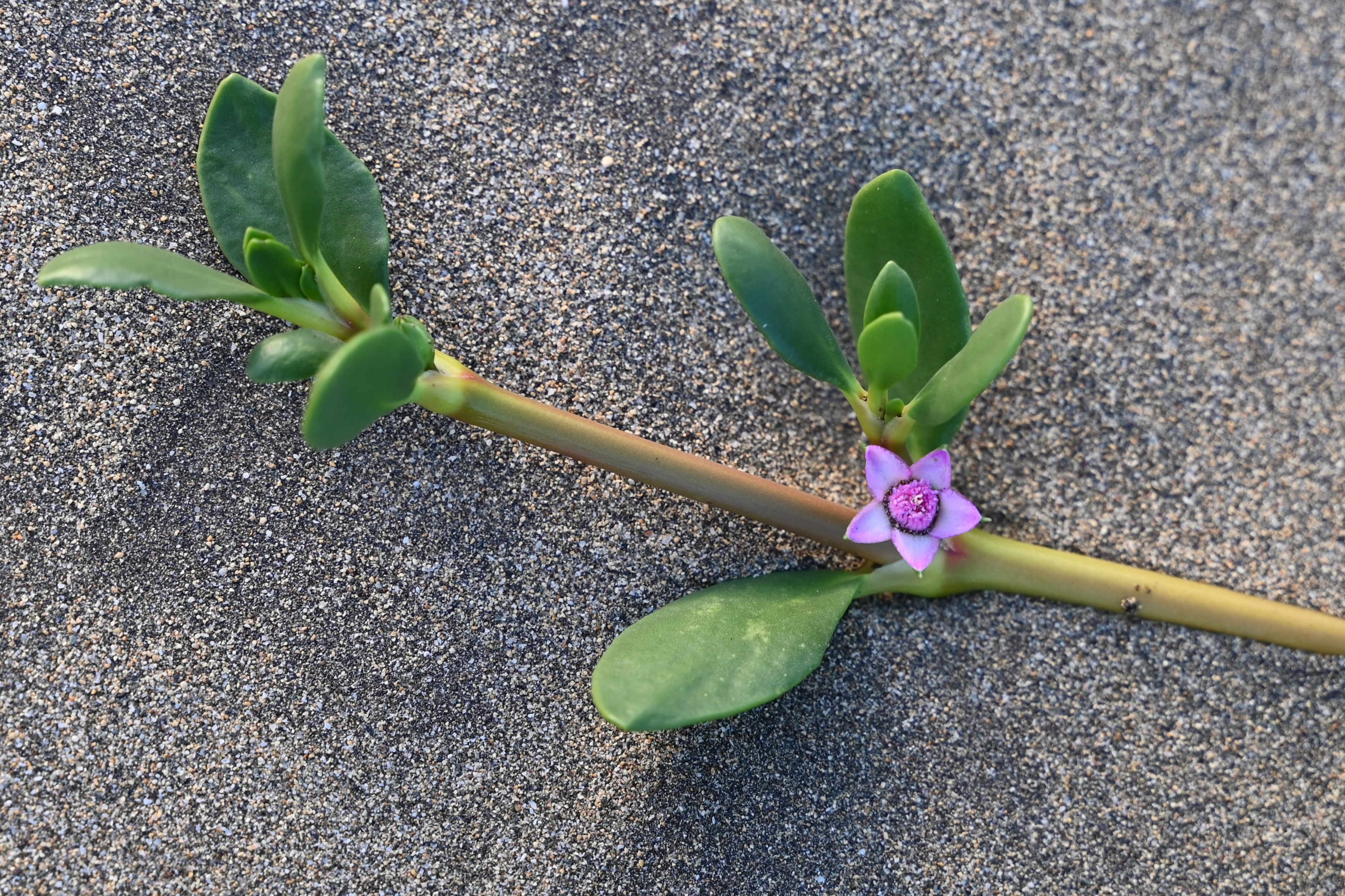 Sea purslane main photo