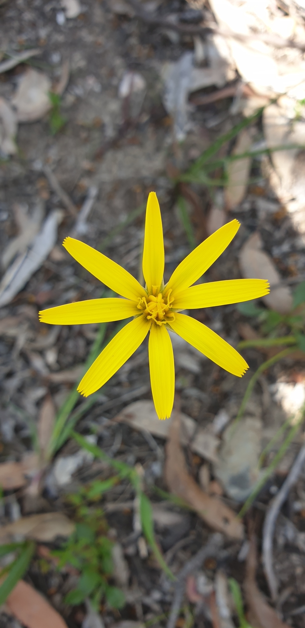 Murnong - CAT-00083-C-Microseris-walteri.jpg