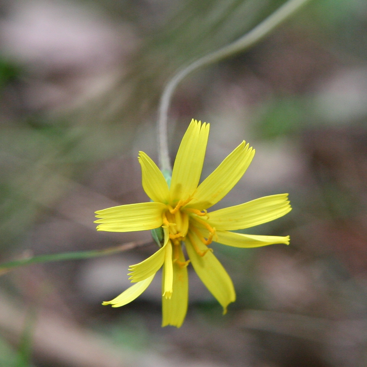 Murnong - CAT-00083-F-Microseris-walteri.jpg