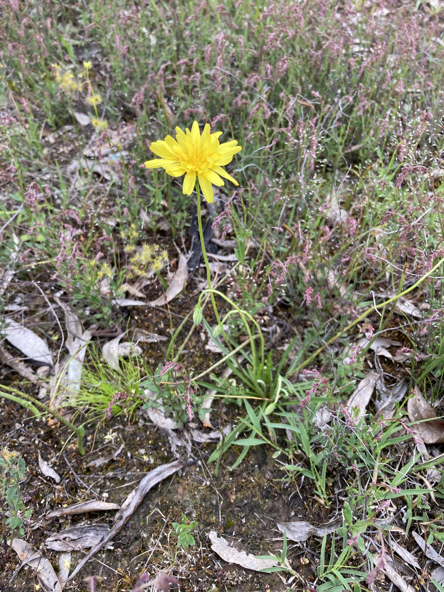 Murnong - CAT-00083-Microseris-walteri-05.jpg