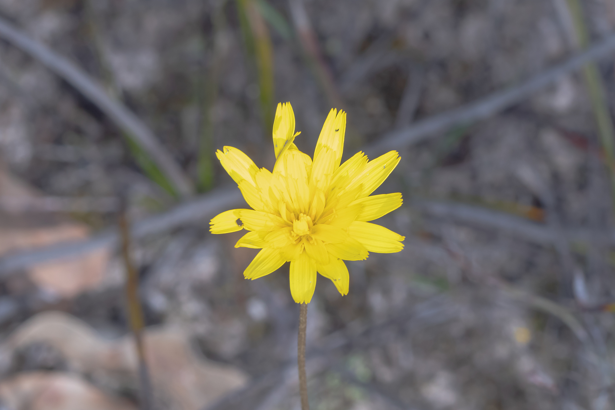 Murnong - CAT-00083-Microseris-walteri-06.jpg