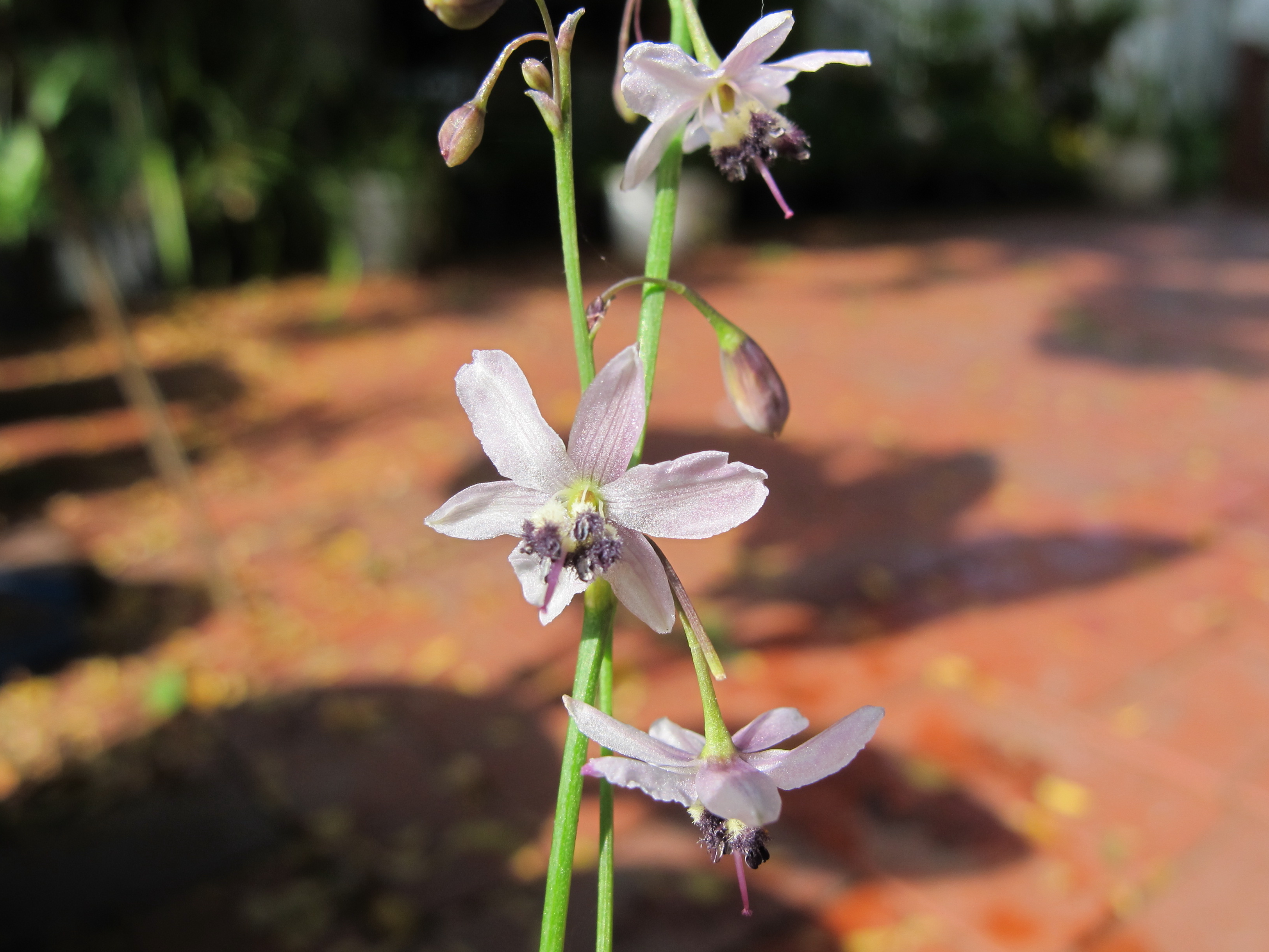 Vanilla lily main photo