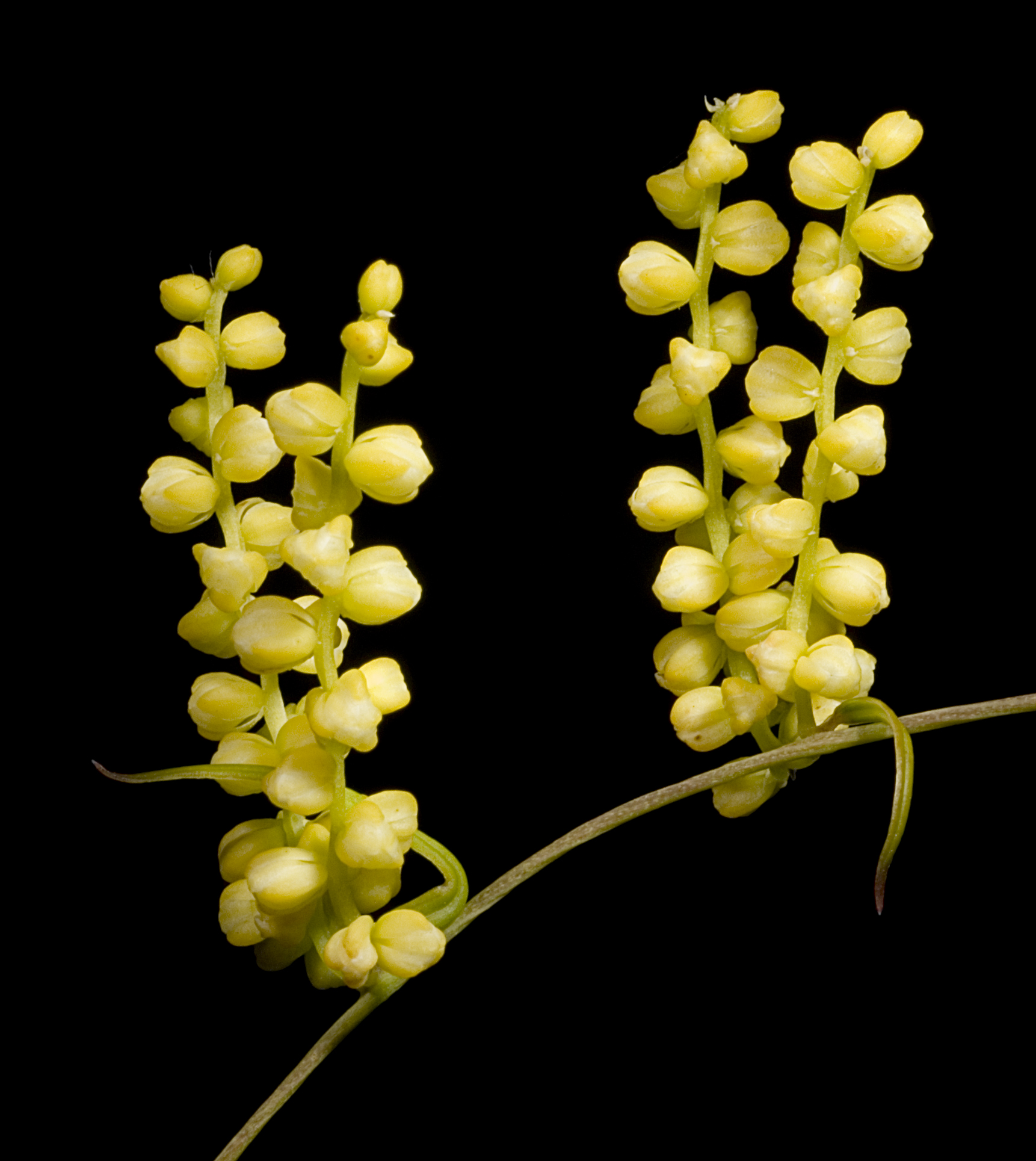Warrine / warran yam - CAT-00087-B-Dioscorea-hastifolia.jpg
