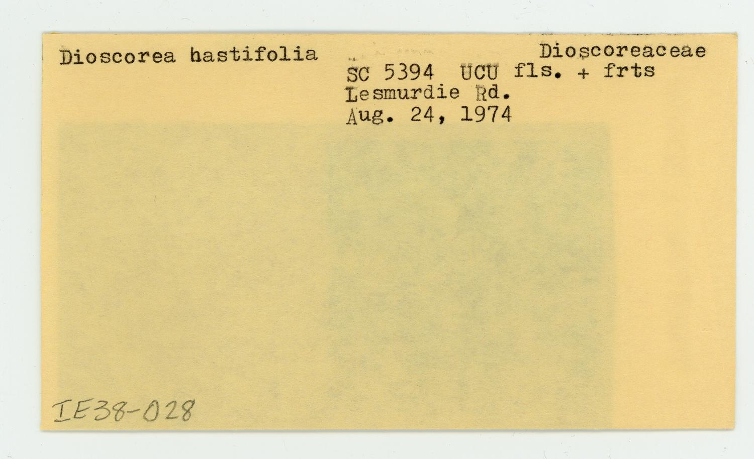 Warrine / warran yam - CAT-00087-C-Dioscorea-hastifolia.jpg