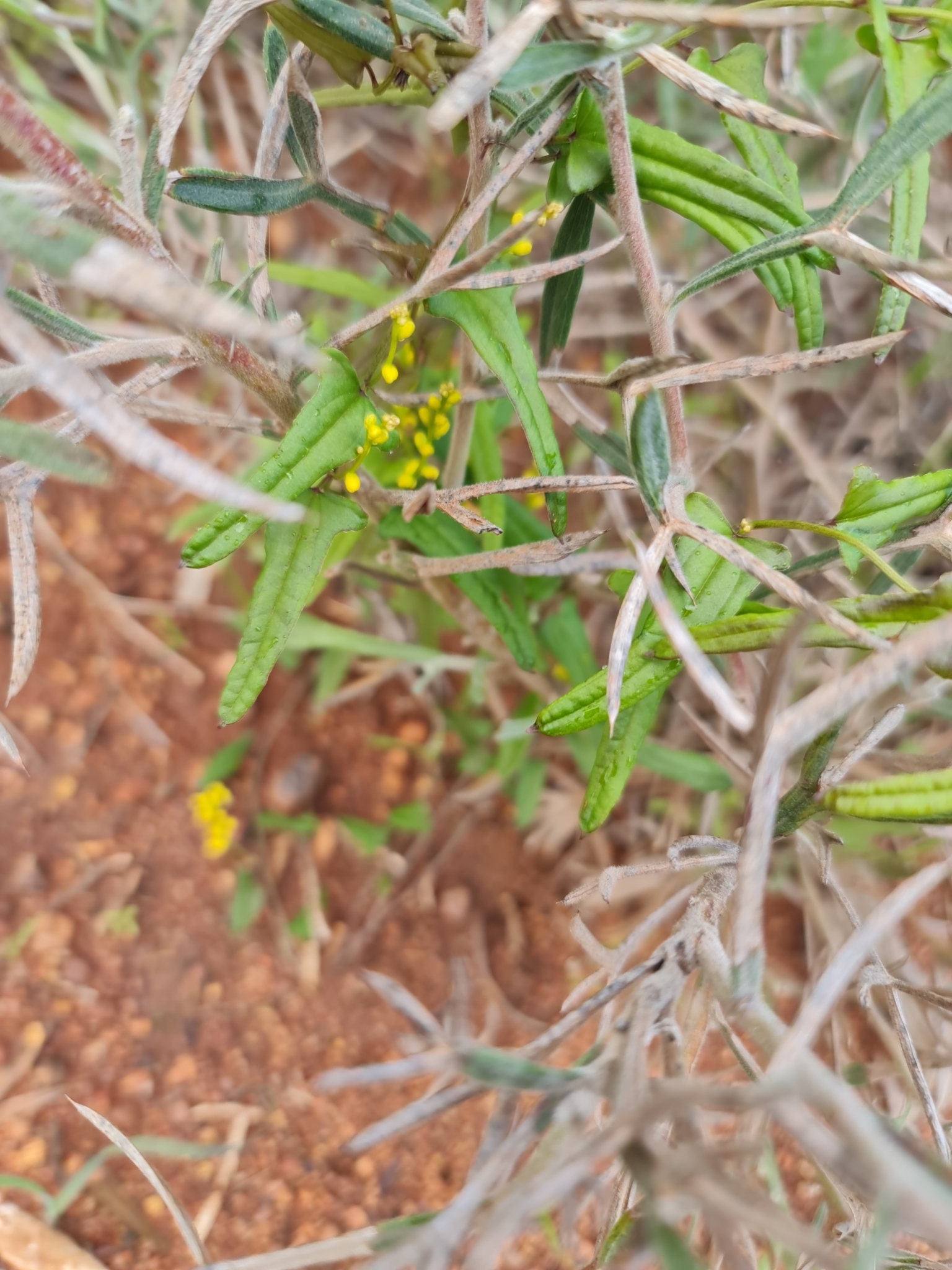 Warrine / warran yam - CAT-00087-Dioscorea-hastifolia-05.jpg