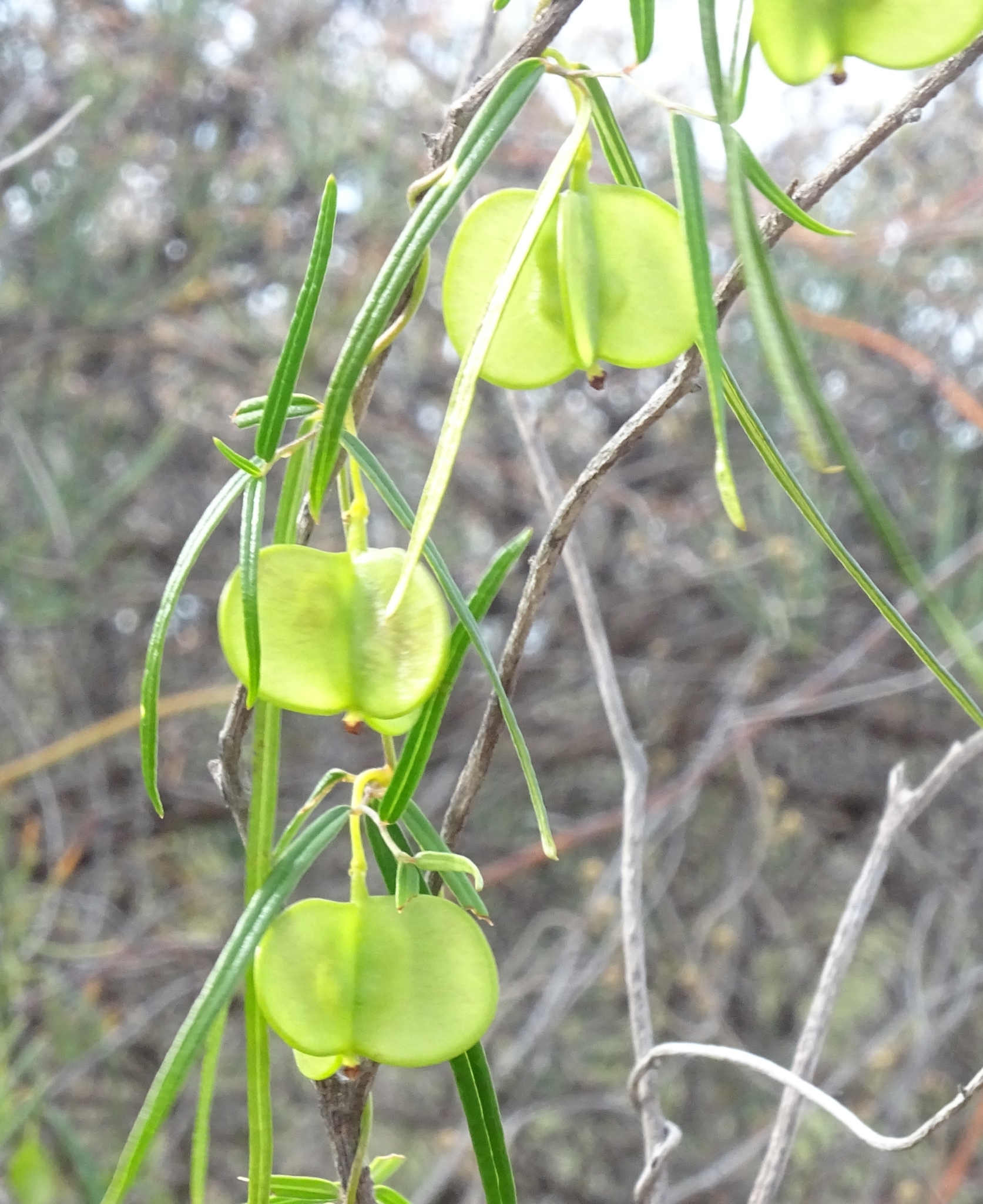 Warrine / warran yam - CAT-00087-Dioscorea-hastifolia-06.jpg