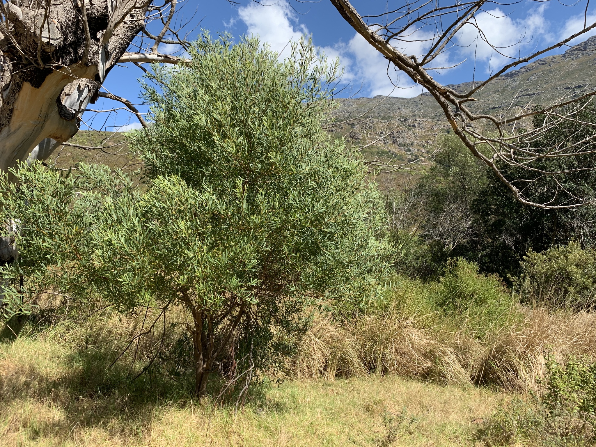 Red-eyed wattle main photo