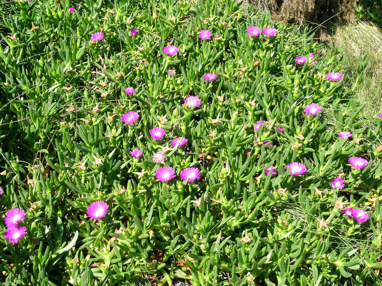 Coastal pigface main photo