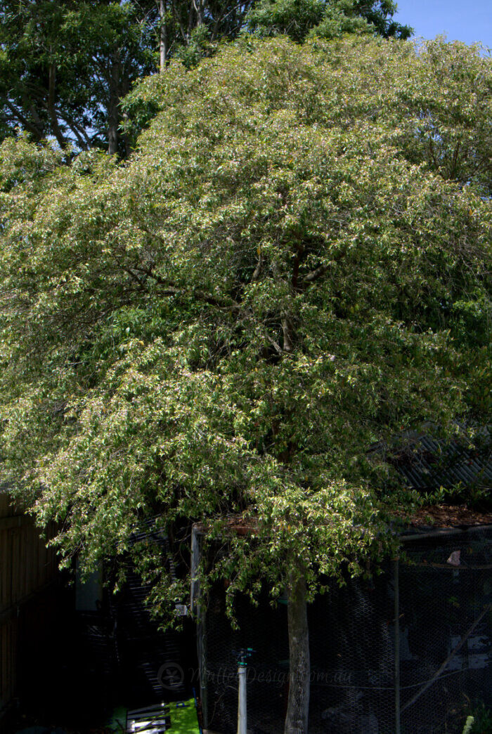Rose myrtle main photo
