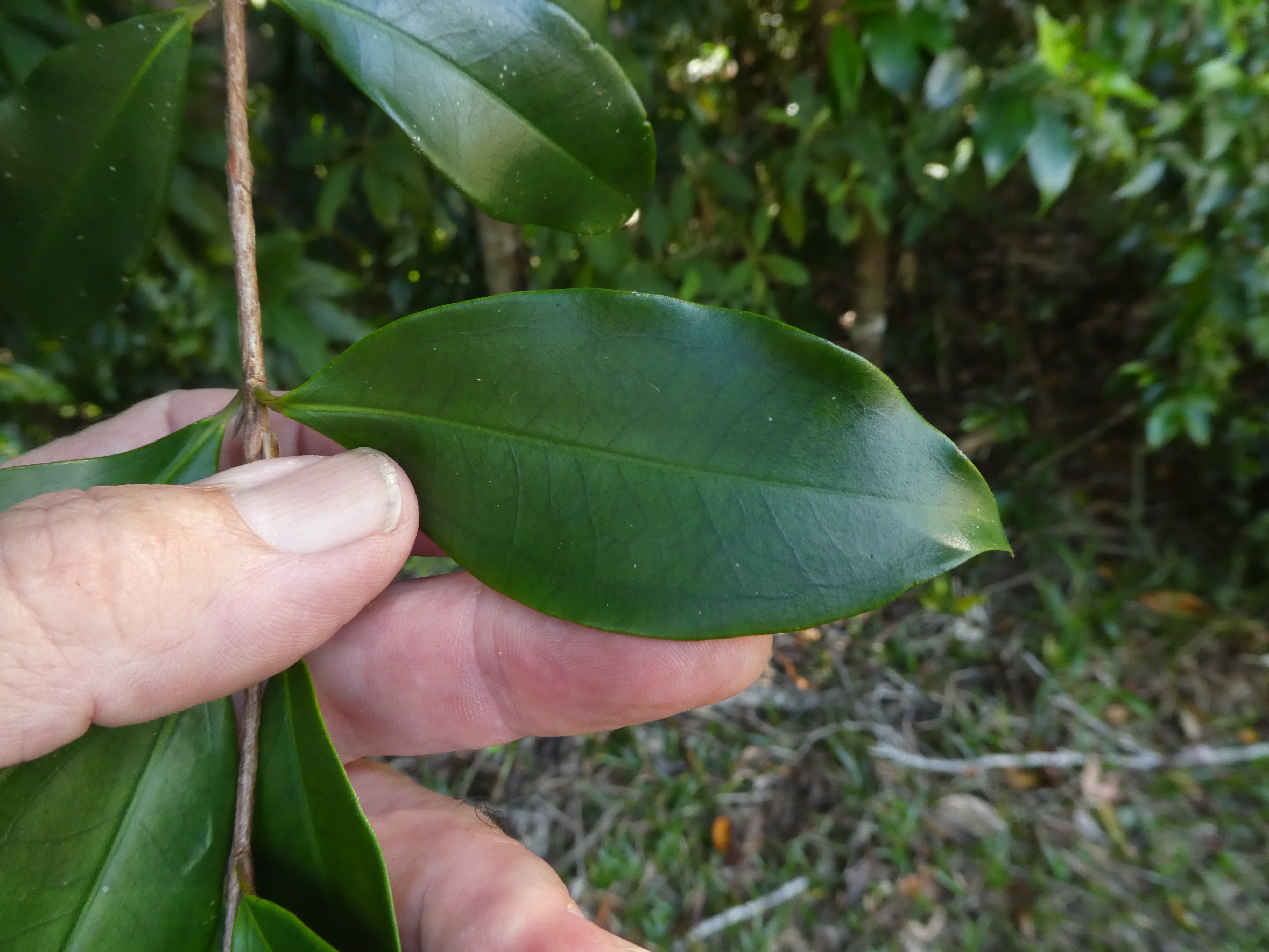 Rose myrtle - CAT-00091-Archirhodomyrtus-beckleri-05.jpg