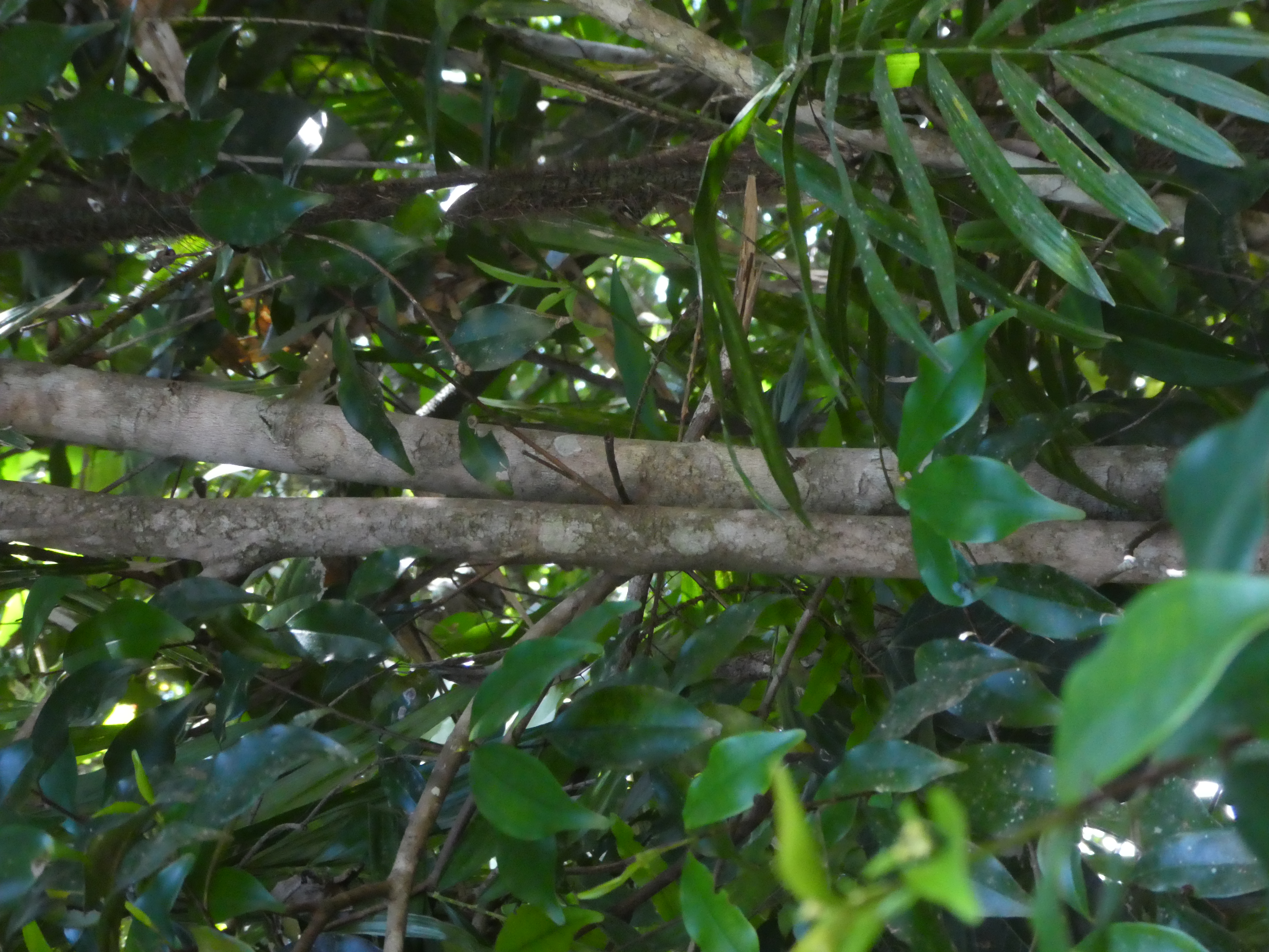 Rose myrtle - CAT-00091-Archirhodomyrtus-beckleri-06.jpg