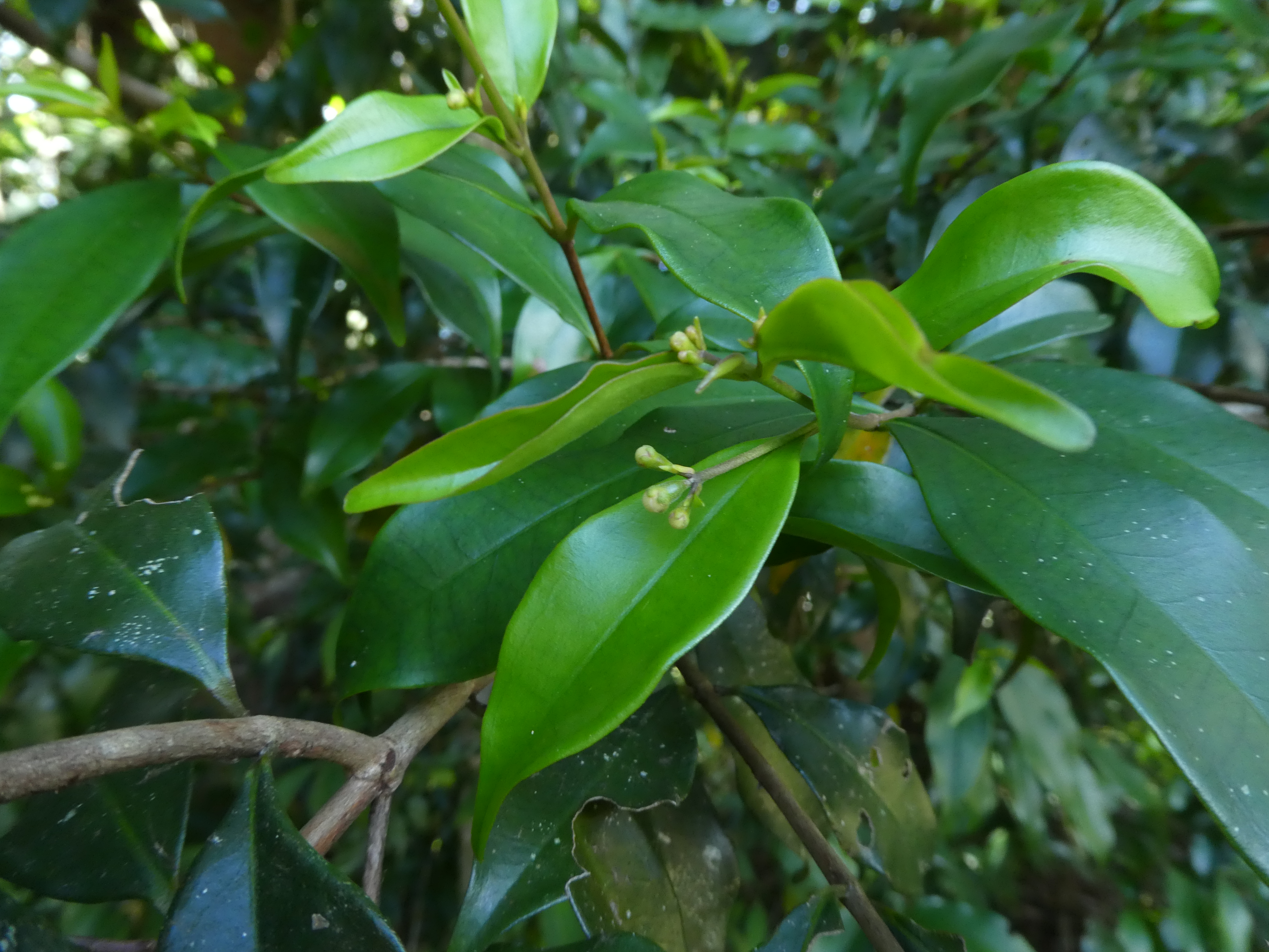 Rose myrtle - CAT-00091-Archirhodomyrtus-beckleri-08.jpg