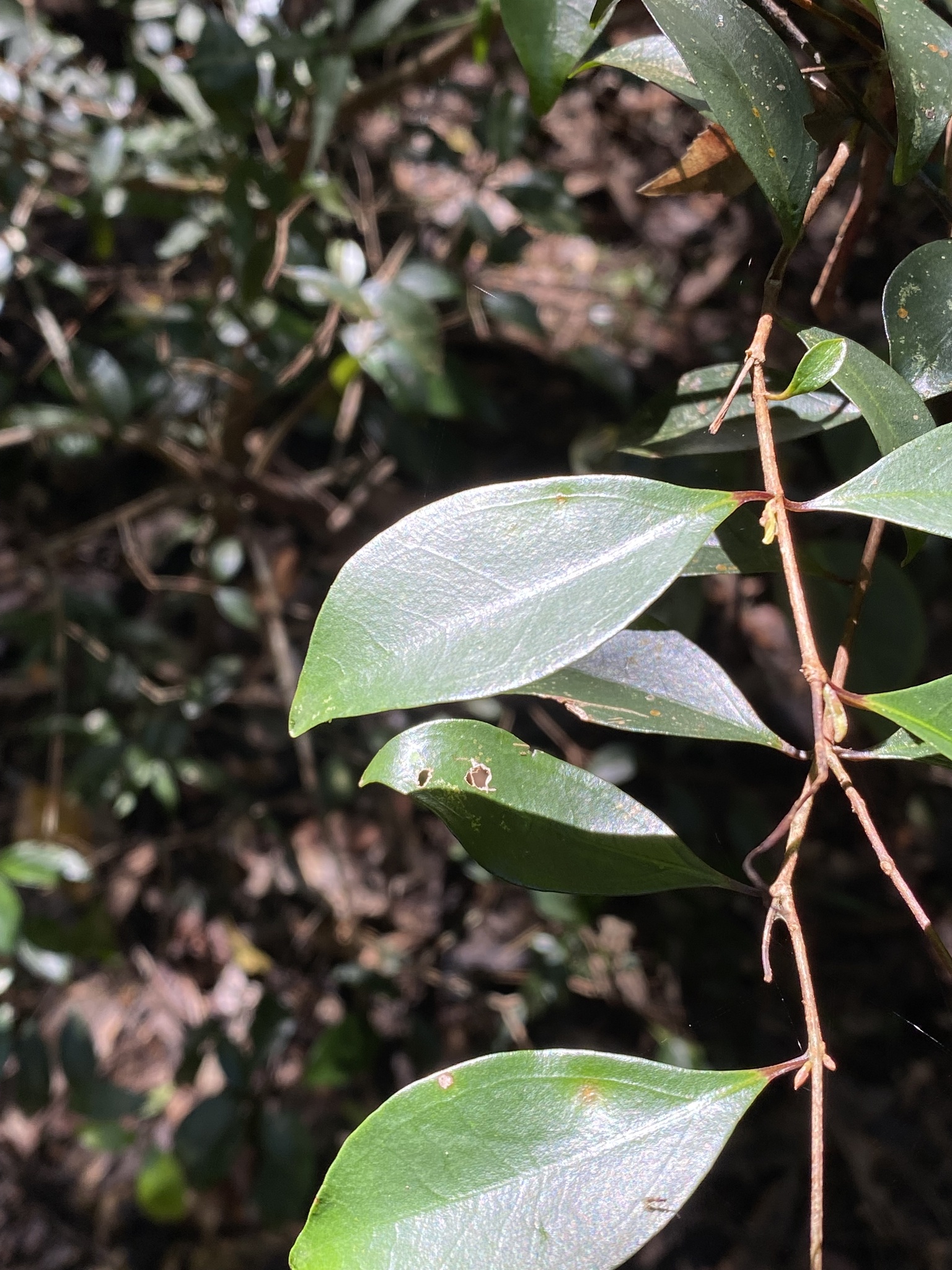 Rose myrtle - CAT-00091-Archirhodomyrtus-beckleri-09.jpg