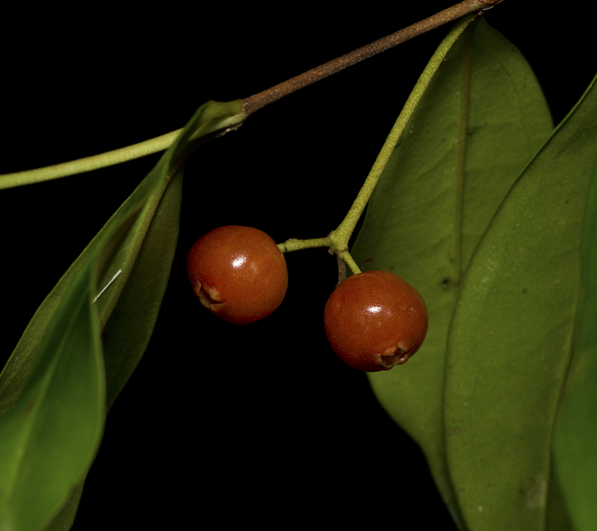 Rose myrtle - CAT-00091-Archirhodomyrtus-beckleri-11.jpg