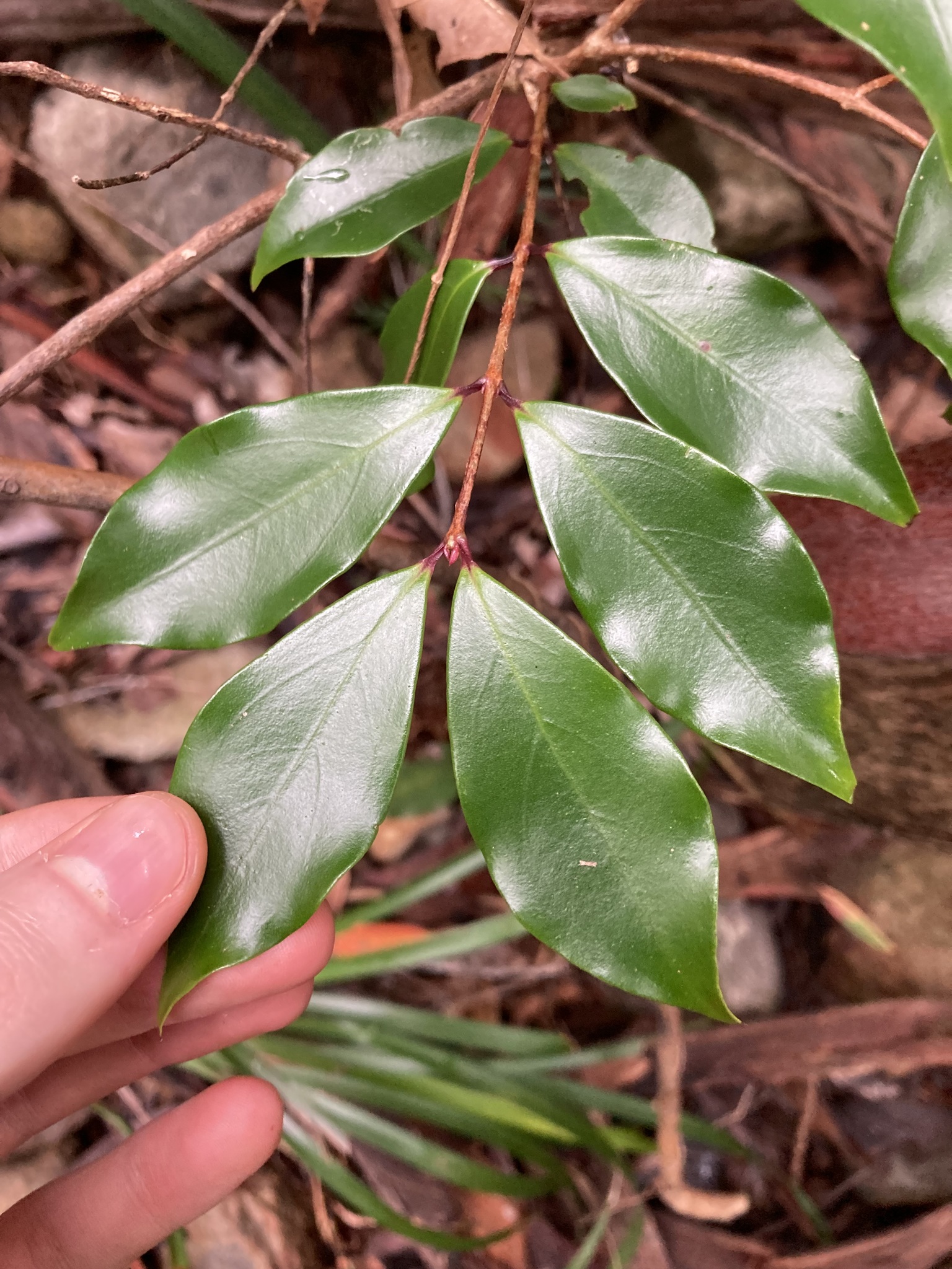 Rose myrtle - CAT-00091-Archirhodomyrtus-beckleri-12.jpg