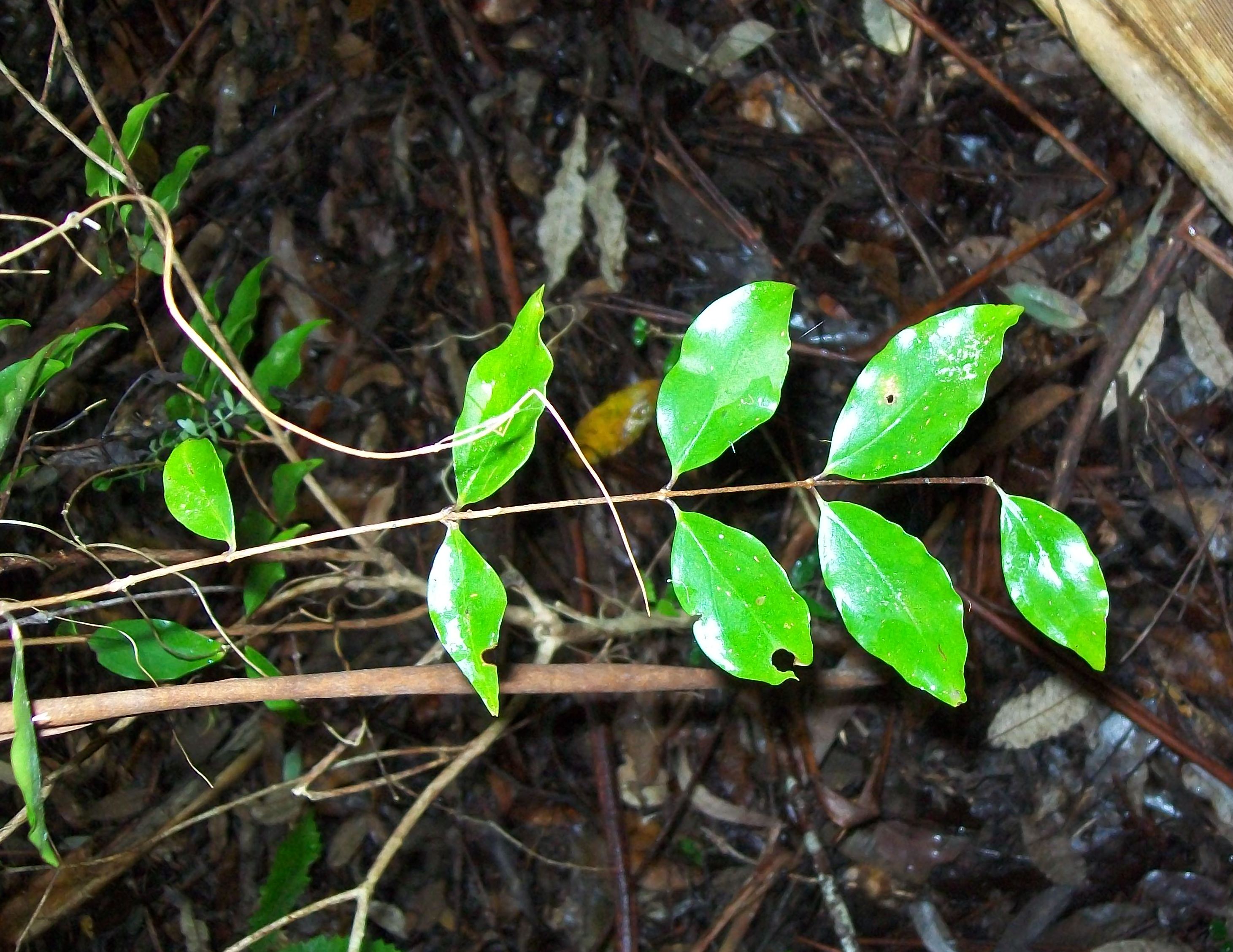 Rose myrtle - CAT-00091-B-Archirhodomyrtus-beckleri.jpg
