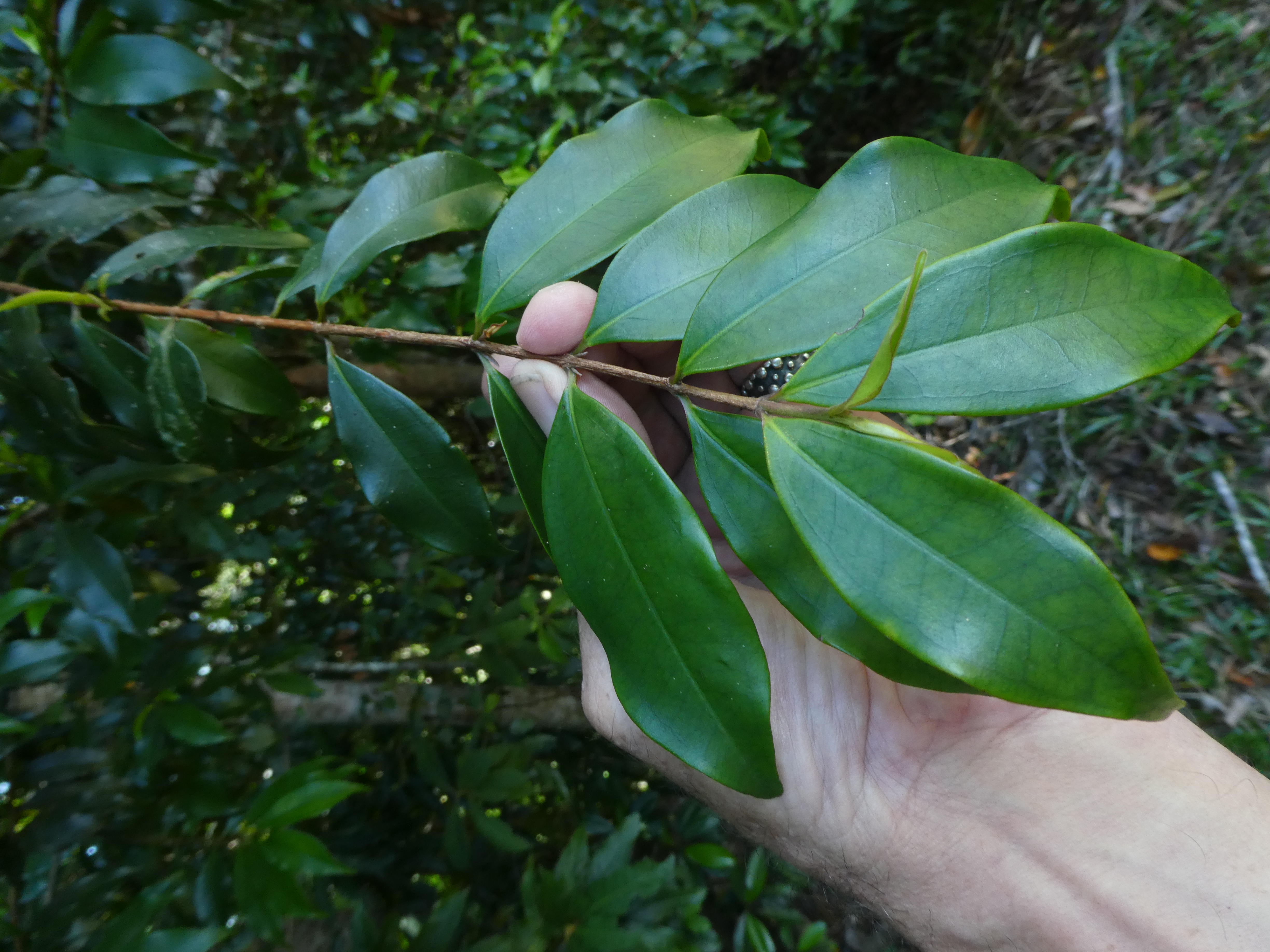 Rose myrtle - CAT-00091-C-Archirhodomyrtus-beckleri.jpg