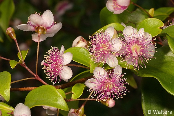 Rose myrtle - CAT-00091-F.png