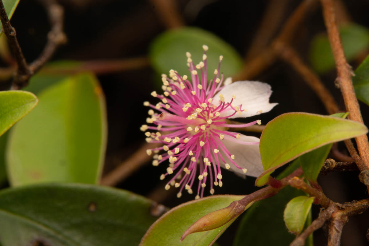 Rose myrtle - CAT-00091-candidate-cd47269a1f396.jpg