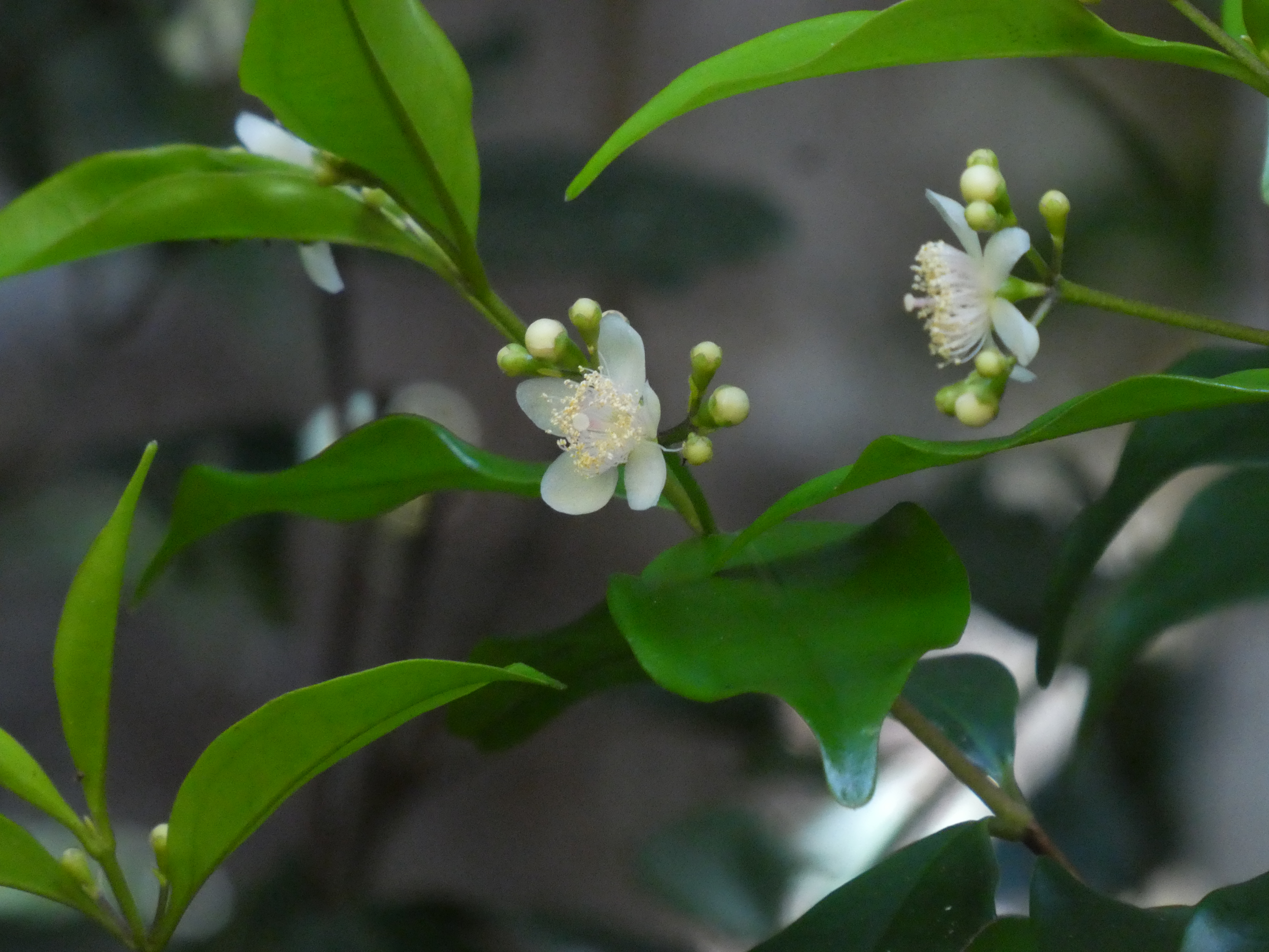 Rose myrtle - CAT-00091-candidate-cfd1cd32b44c1.jpg