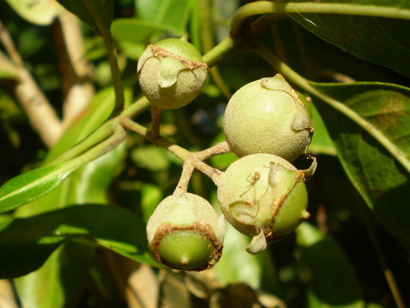 Native guava main photo