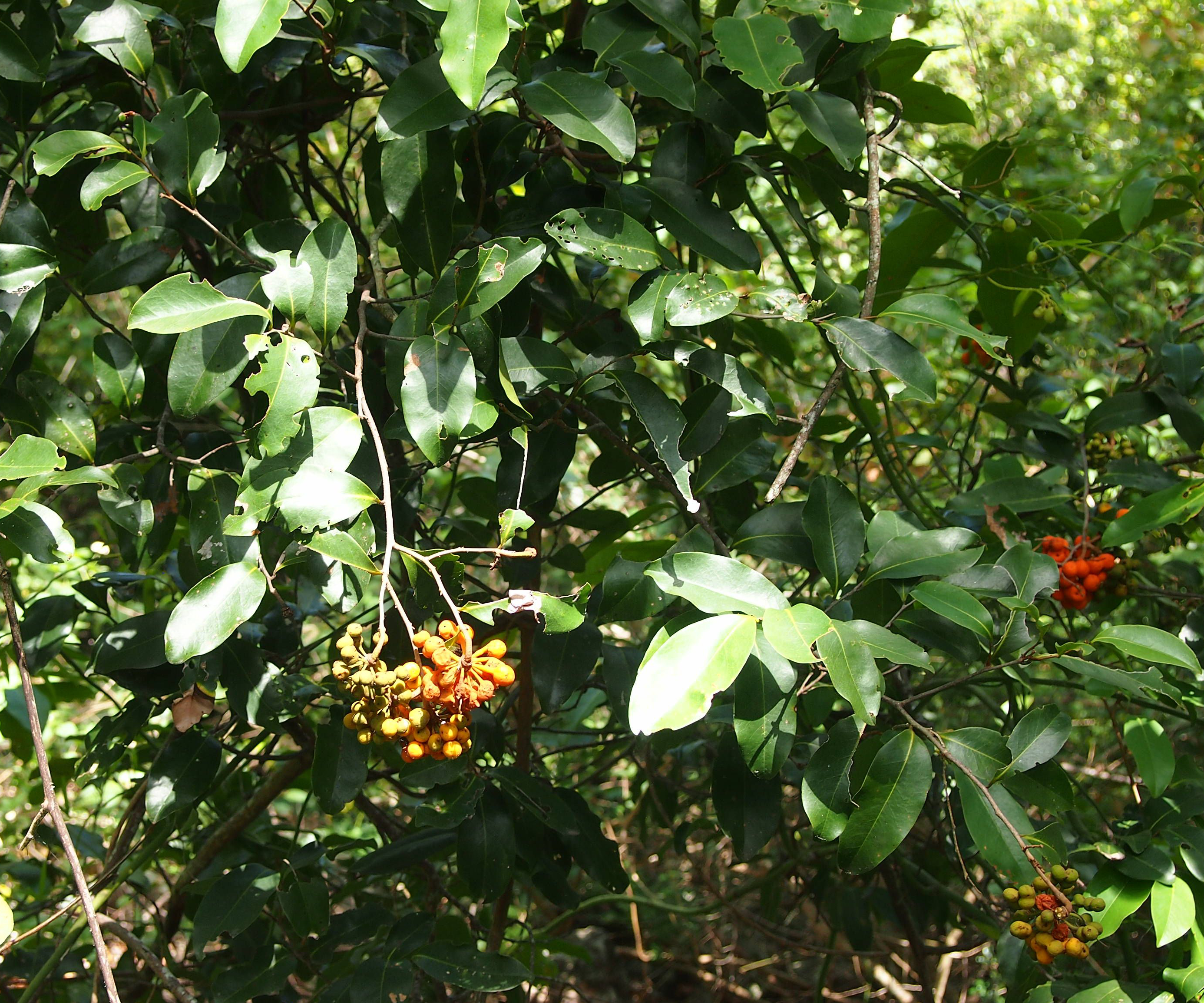 Zigzag vine main photo