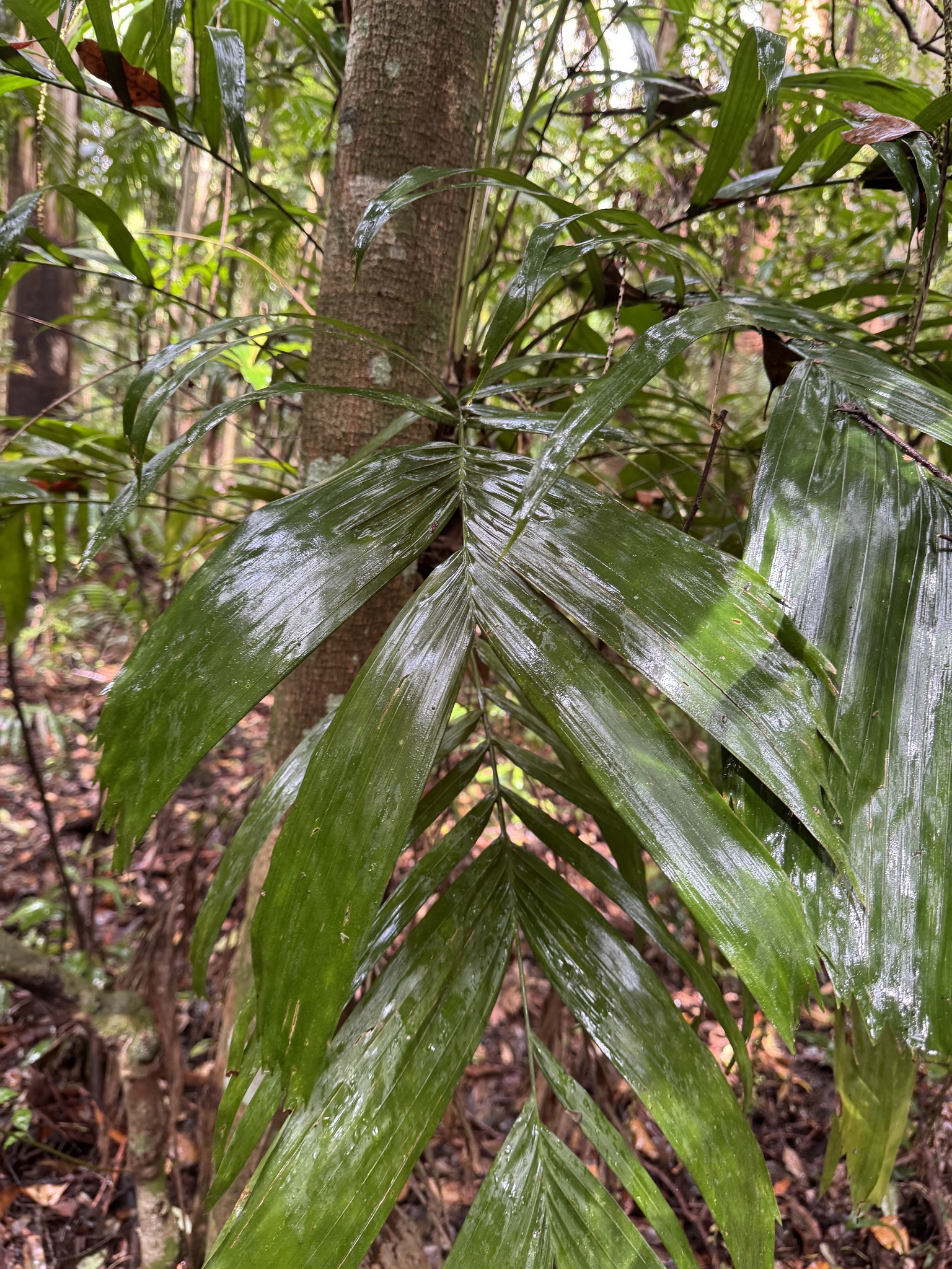 Walking-stick palm main photo