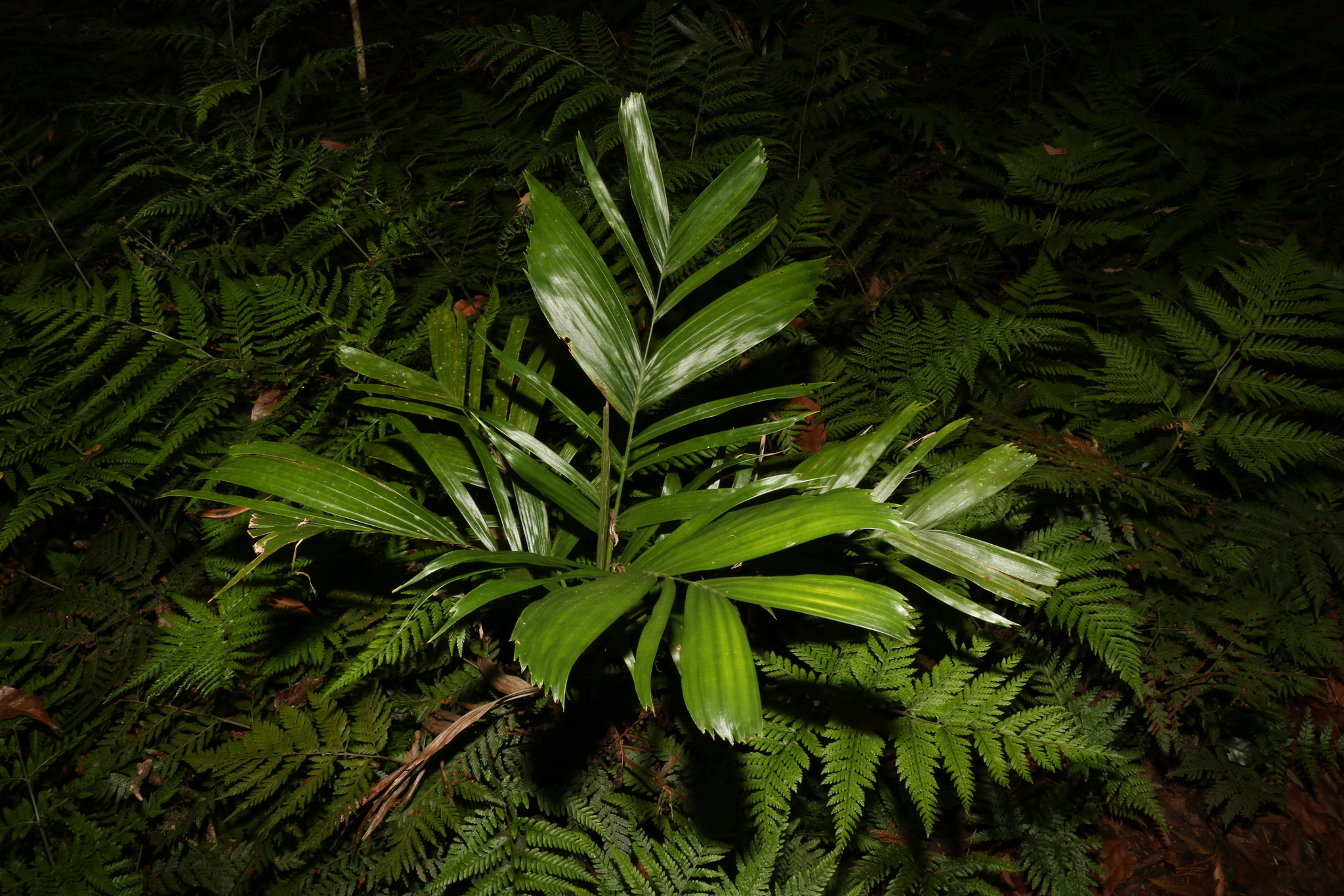 Walking-stick palm - CAT-00095-B-Linospadix-monostachyos.jpg