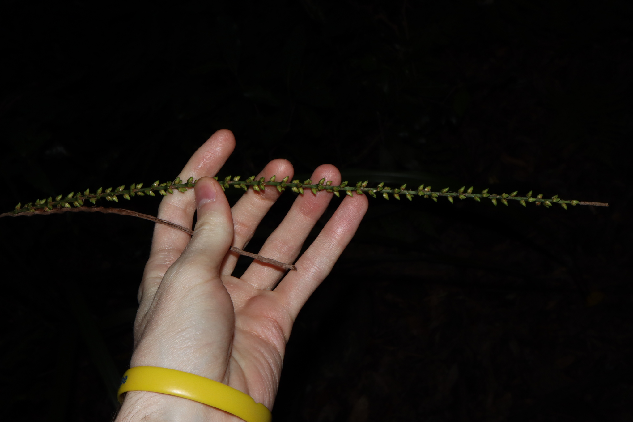 Walking-stick palm - CAT-00095-C-Linospadix-monostachyos.jpg