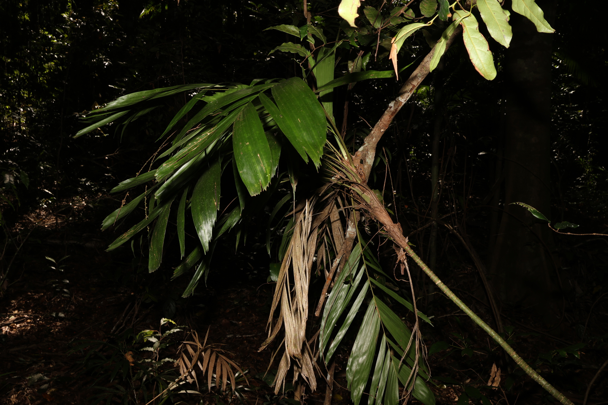 Walking-stick palm - CAT-00095-Linospadix-monostachyos-05.jpg