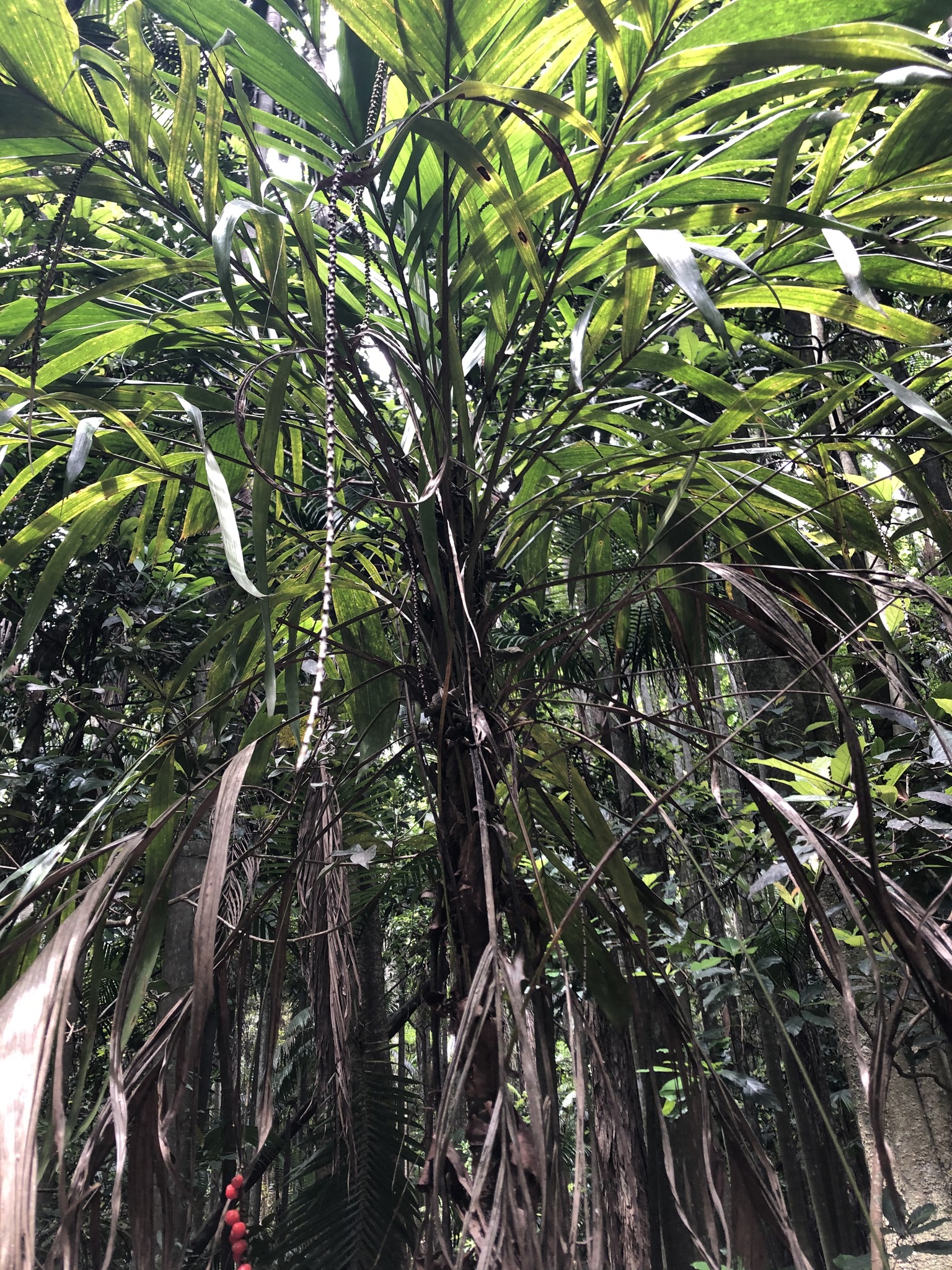Walking-stick palm - CAT-00095-Linospadix-monostachyos-06.jpg