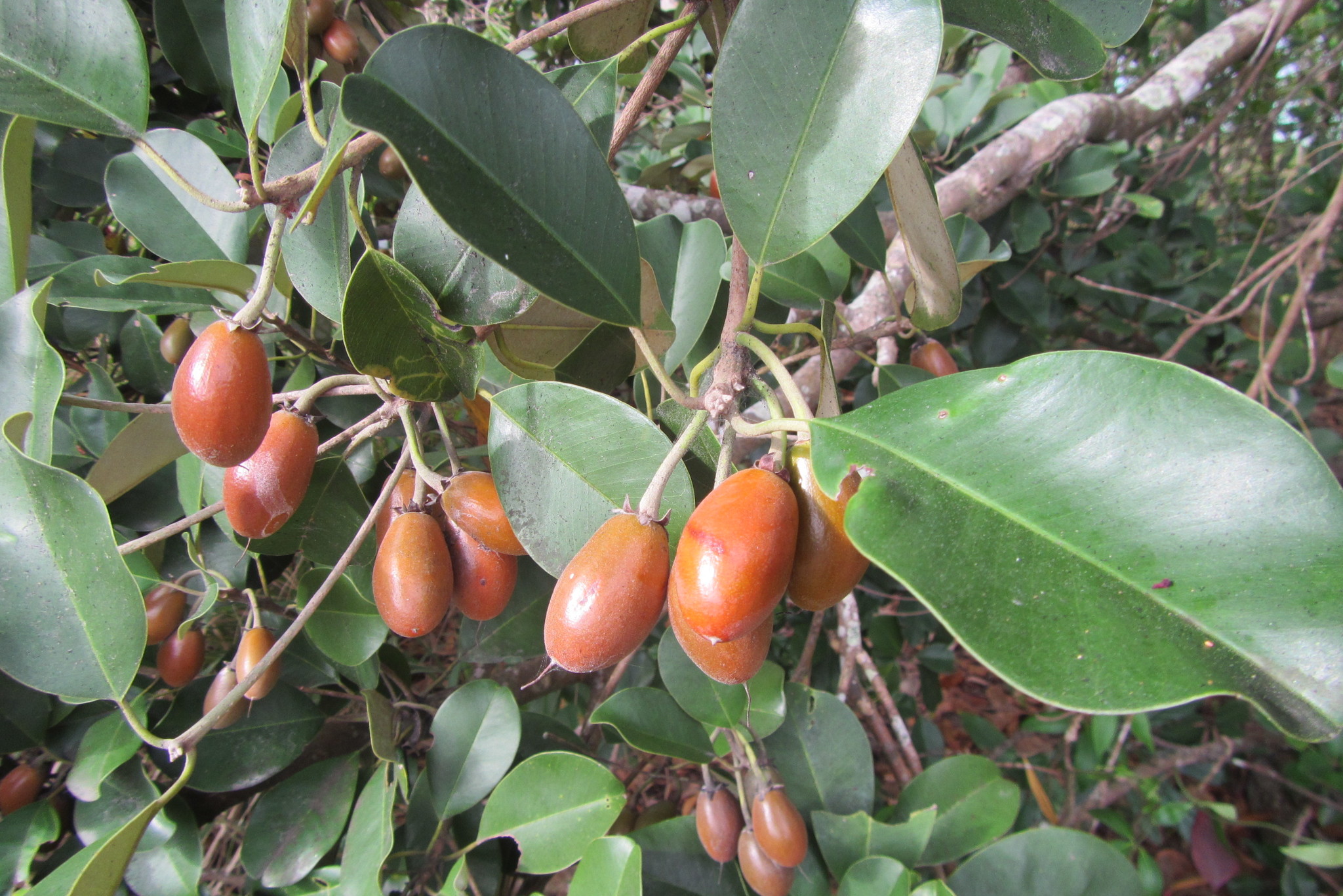 Wongi - CAT-00099-B-Manilkara-kauki.jpg