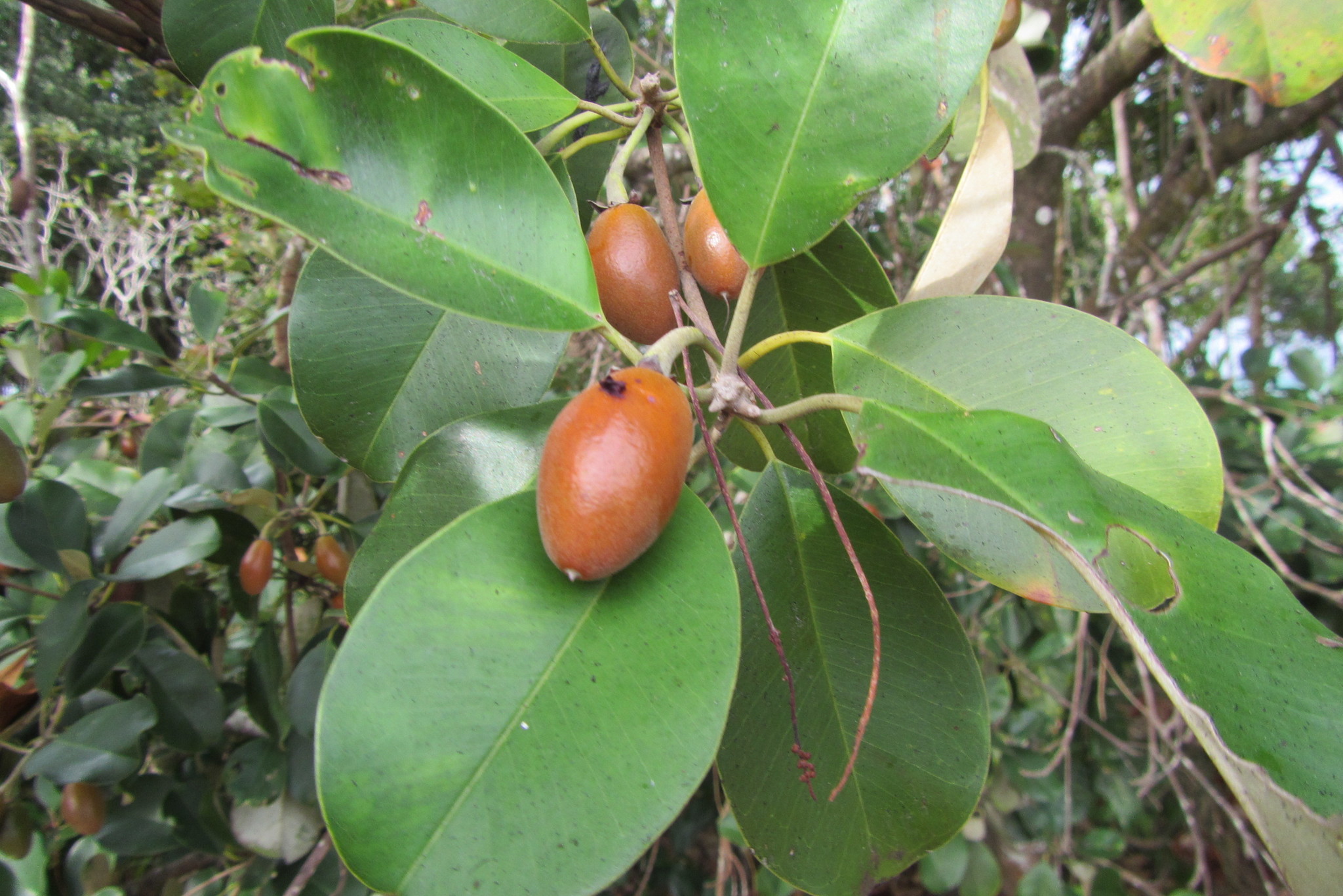Wongi - CAT-00099-F-Manilkara-kauki.jpg