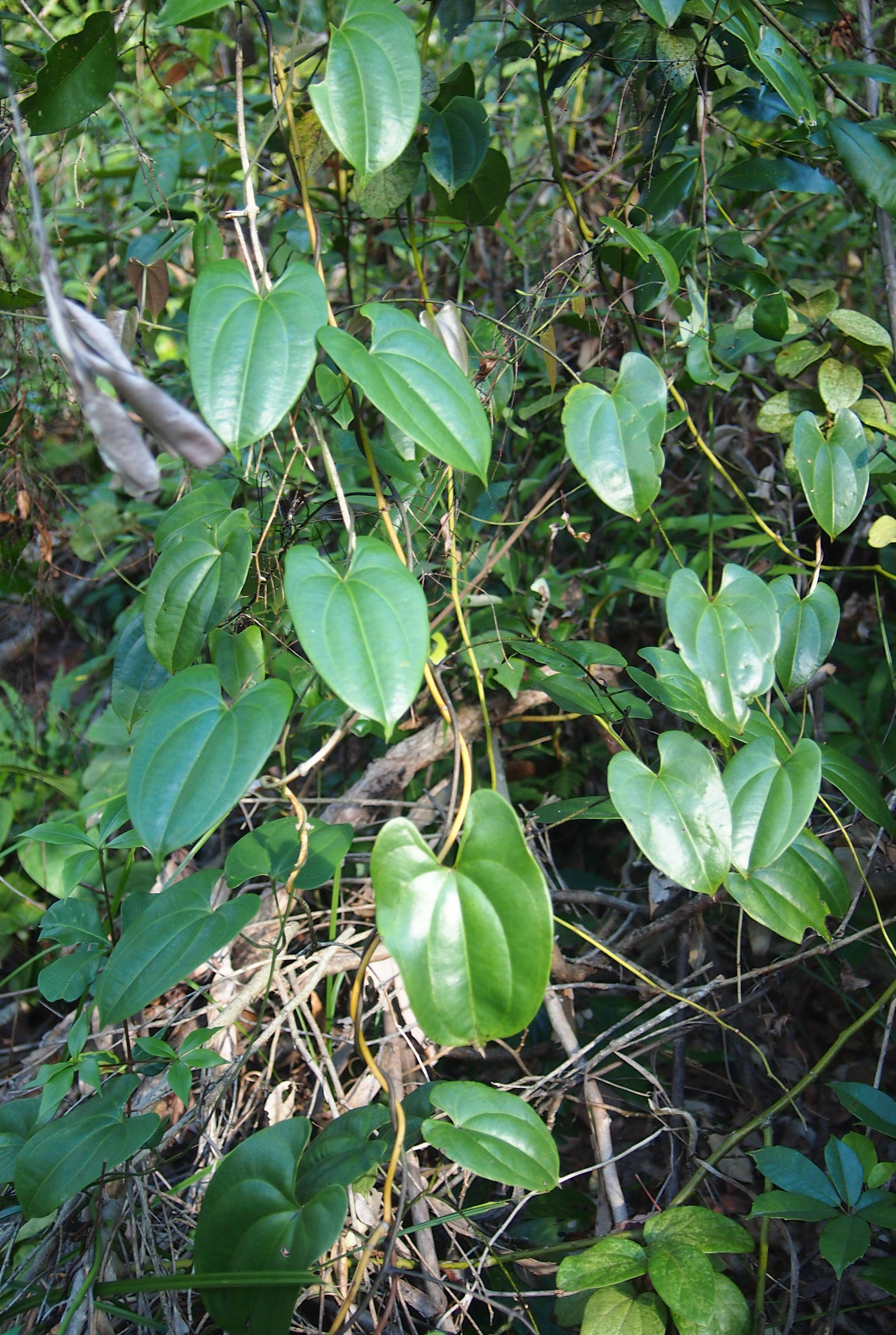 Pencil yam - CAT-00102-B-Dioscorea-transversa.jpg