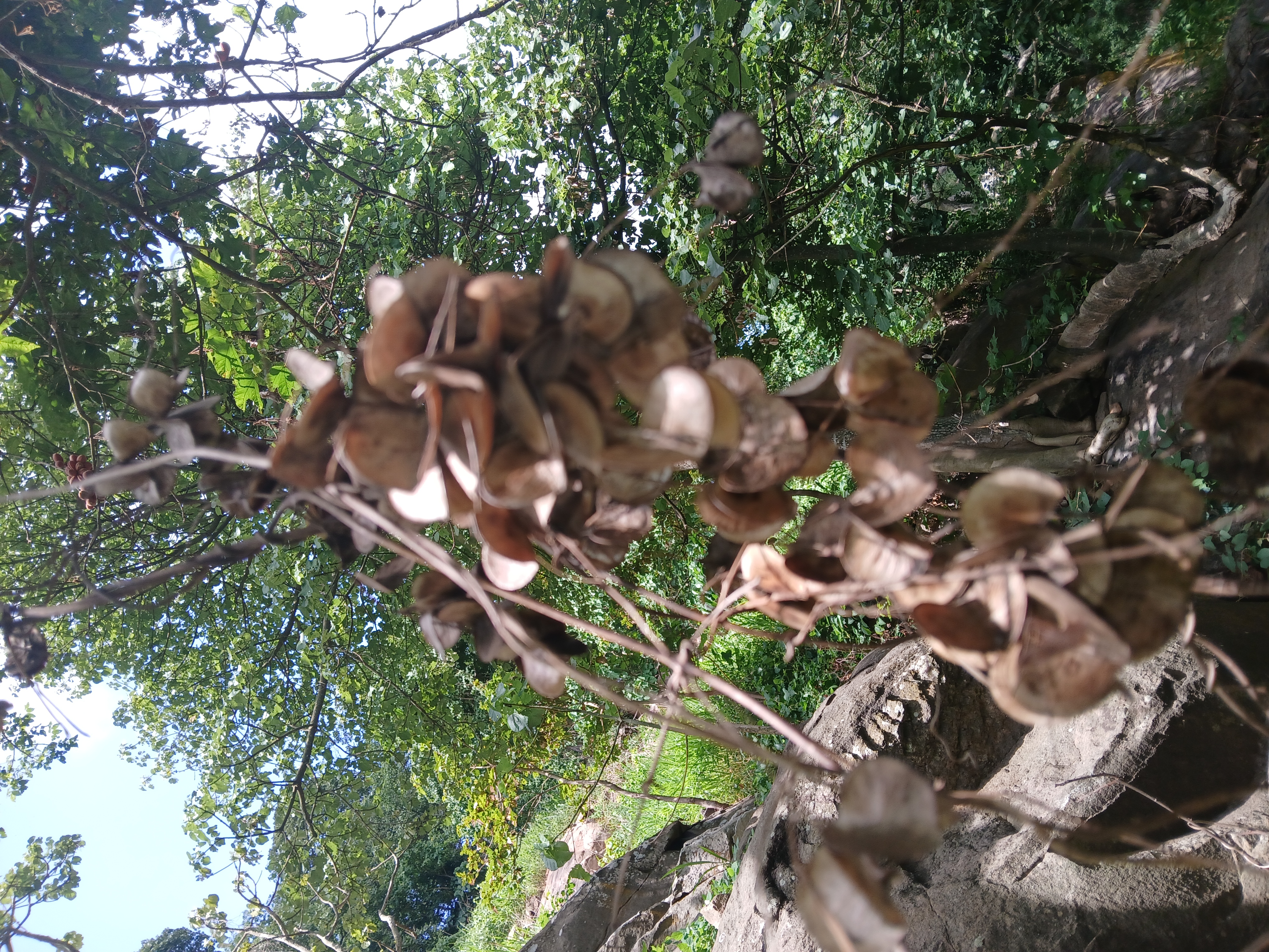 Pencil yam - CAT-00102-C-Dioscorea-transversa.jpg