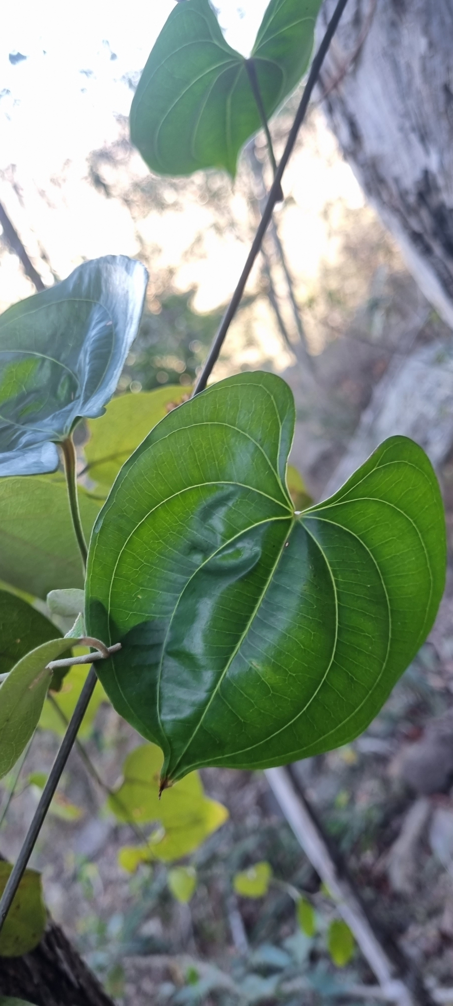 Pencil yam - CAT-00102-Dioscorea-transversa-05.jpg