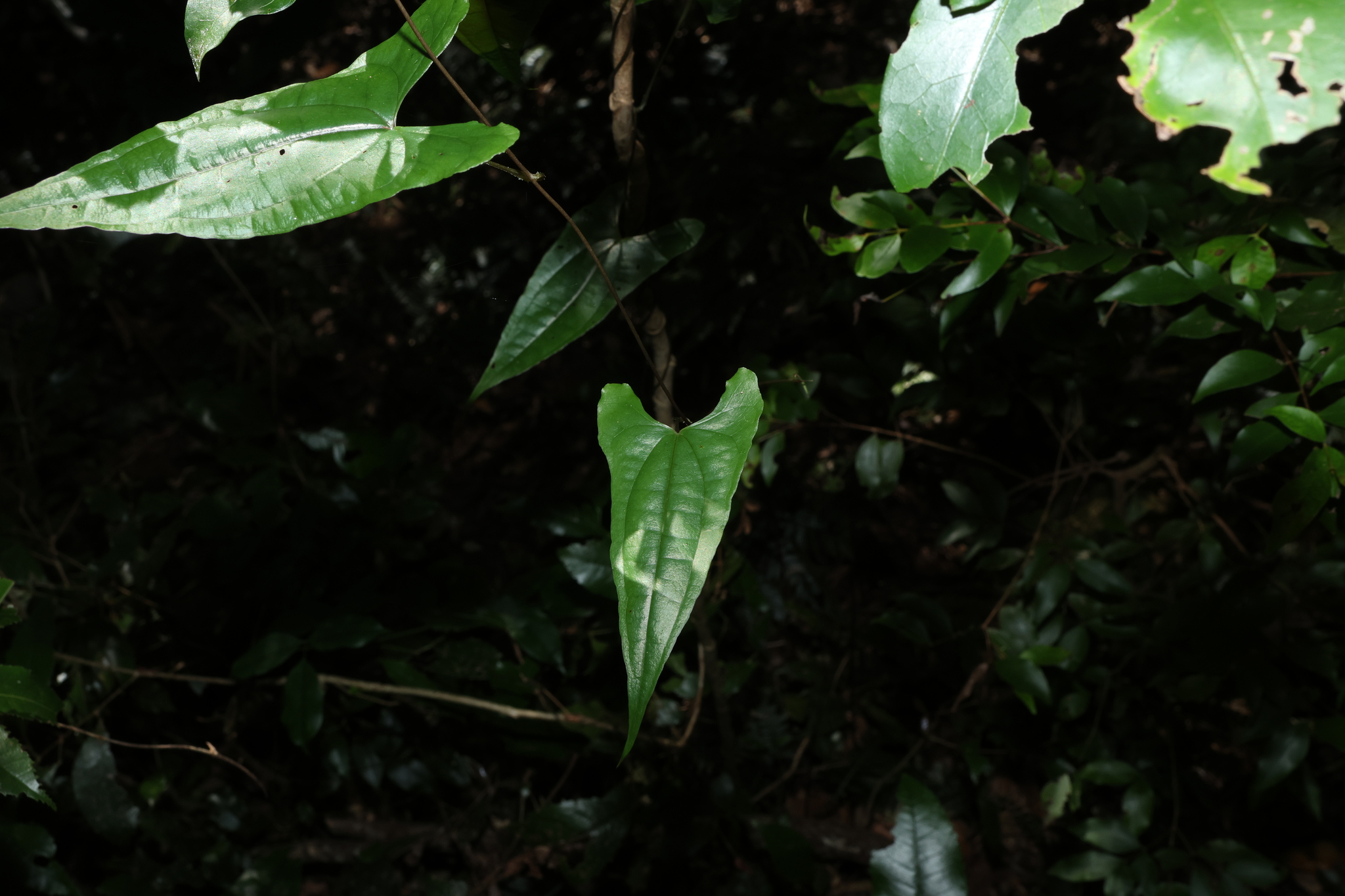 Pencil yam - CAT-00102-Dioscorea-transversa-06.jpg