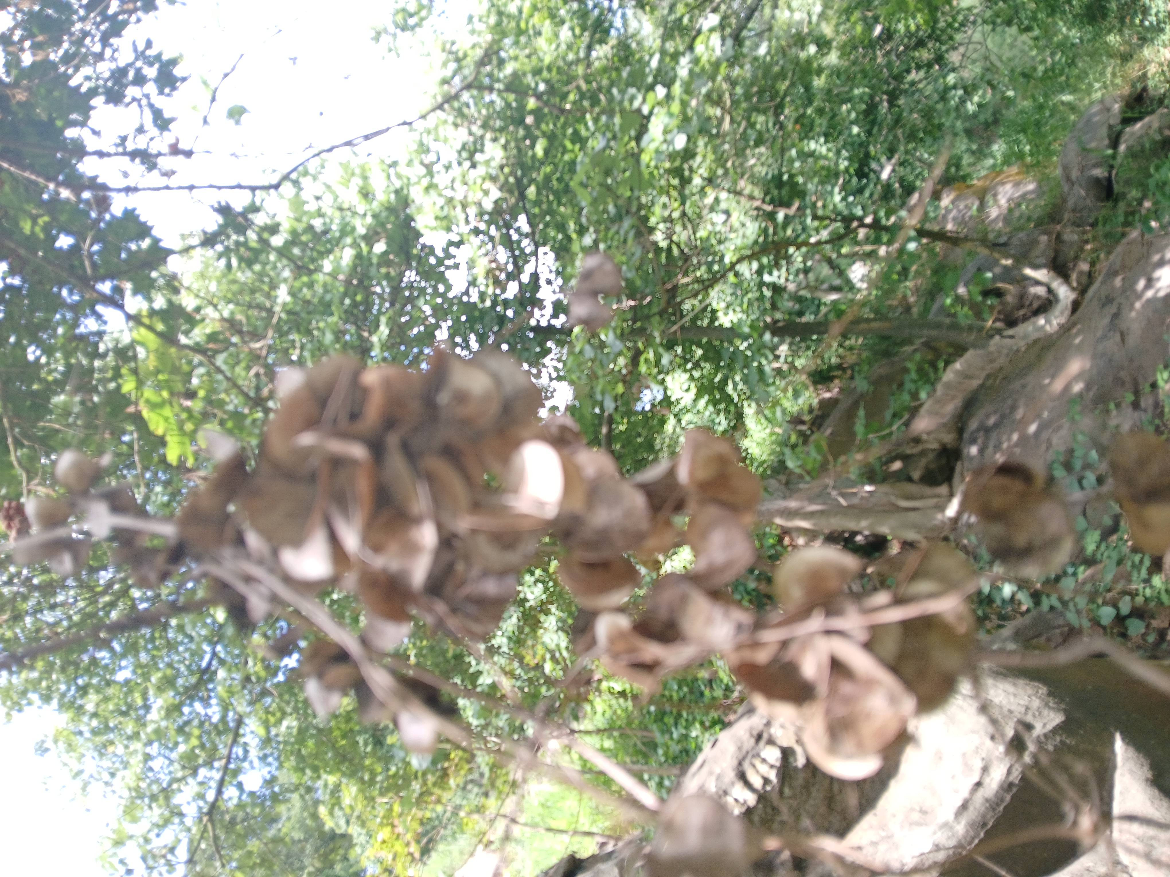 Pencil yam - CAT-00102-F-Dioscorea-transversa.jpg