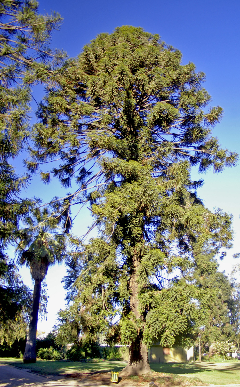 Bunya pine main photo