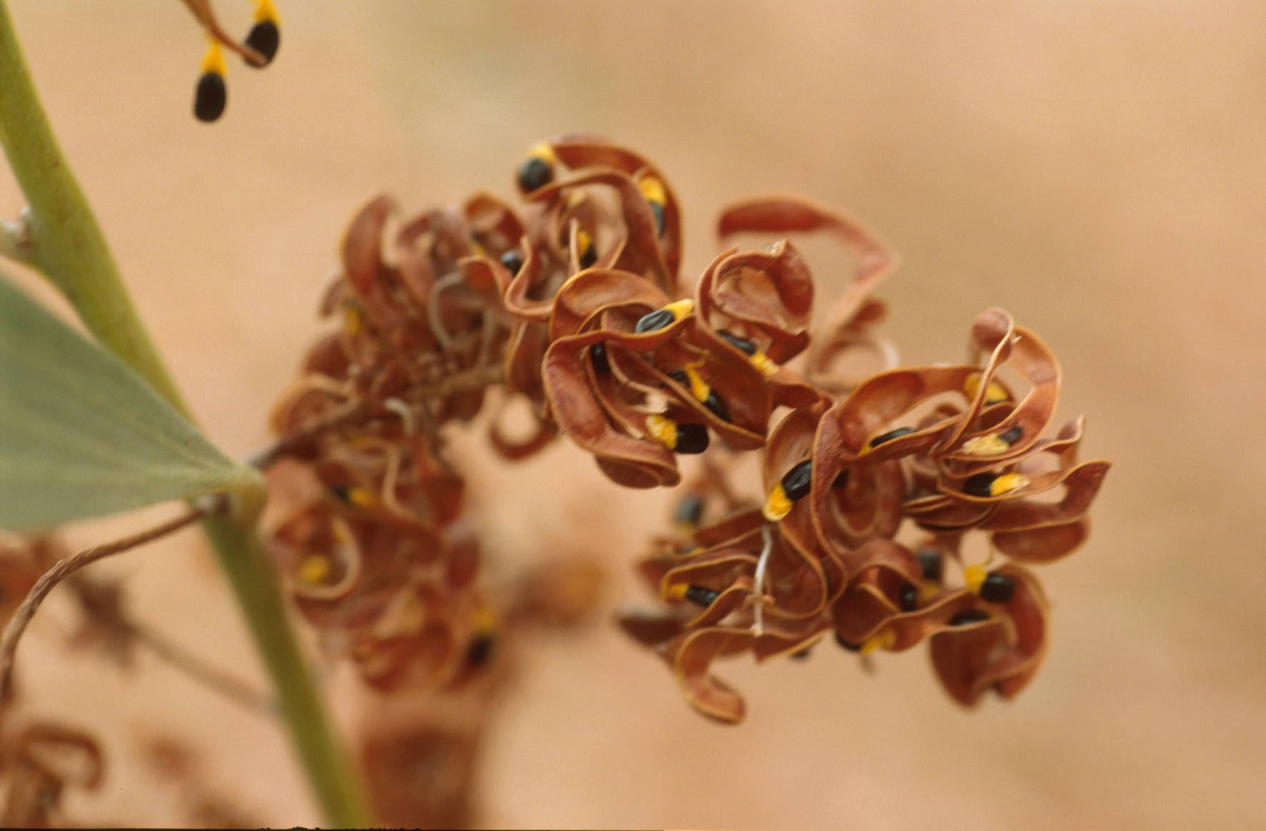 Cole's wattle main photo