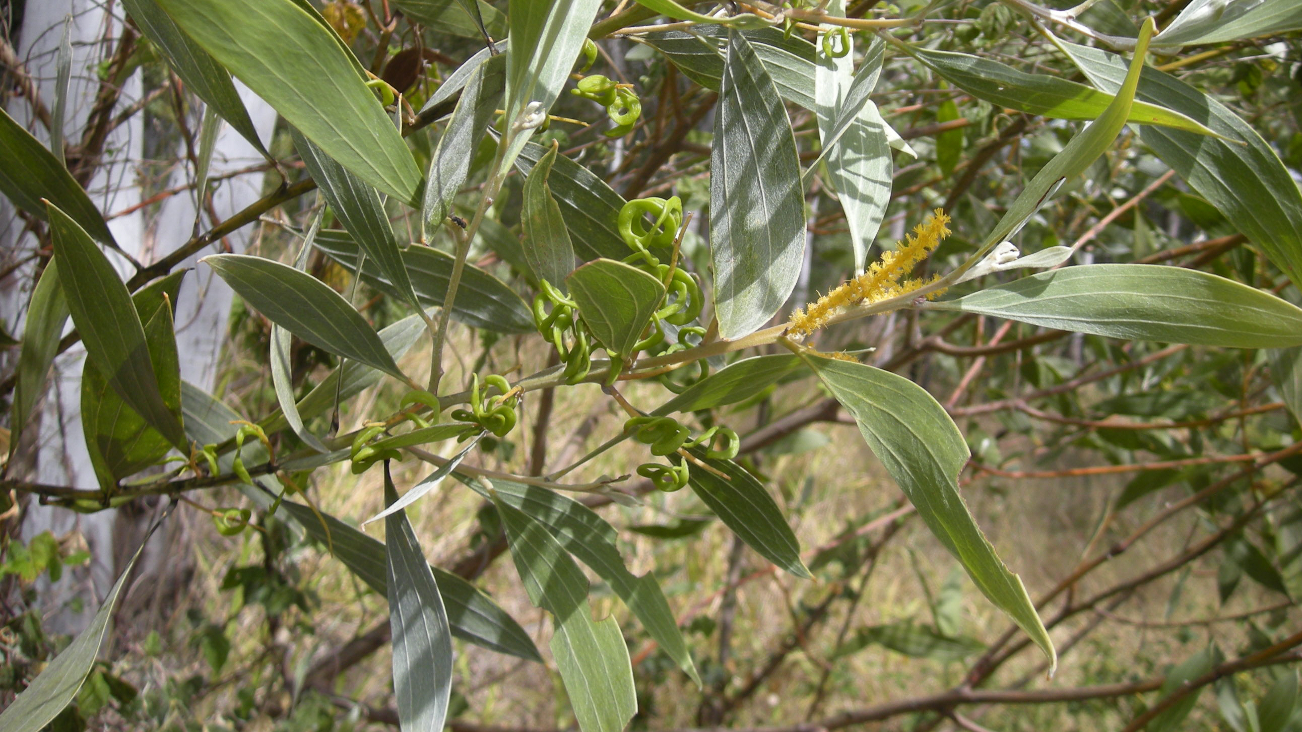 Soapbush wattle main photo