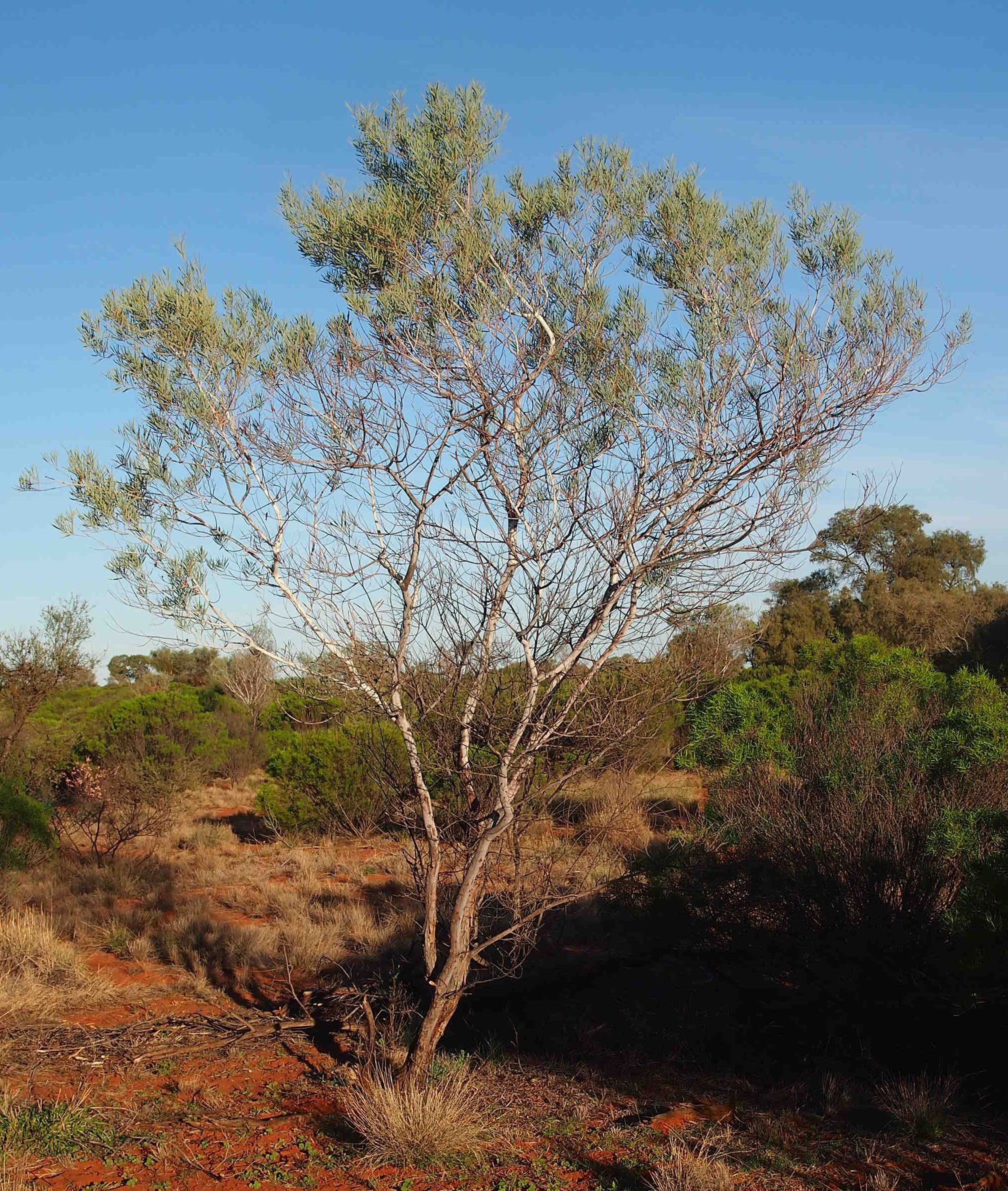 Colony wattle main photo