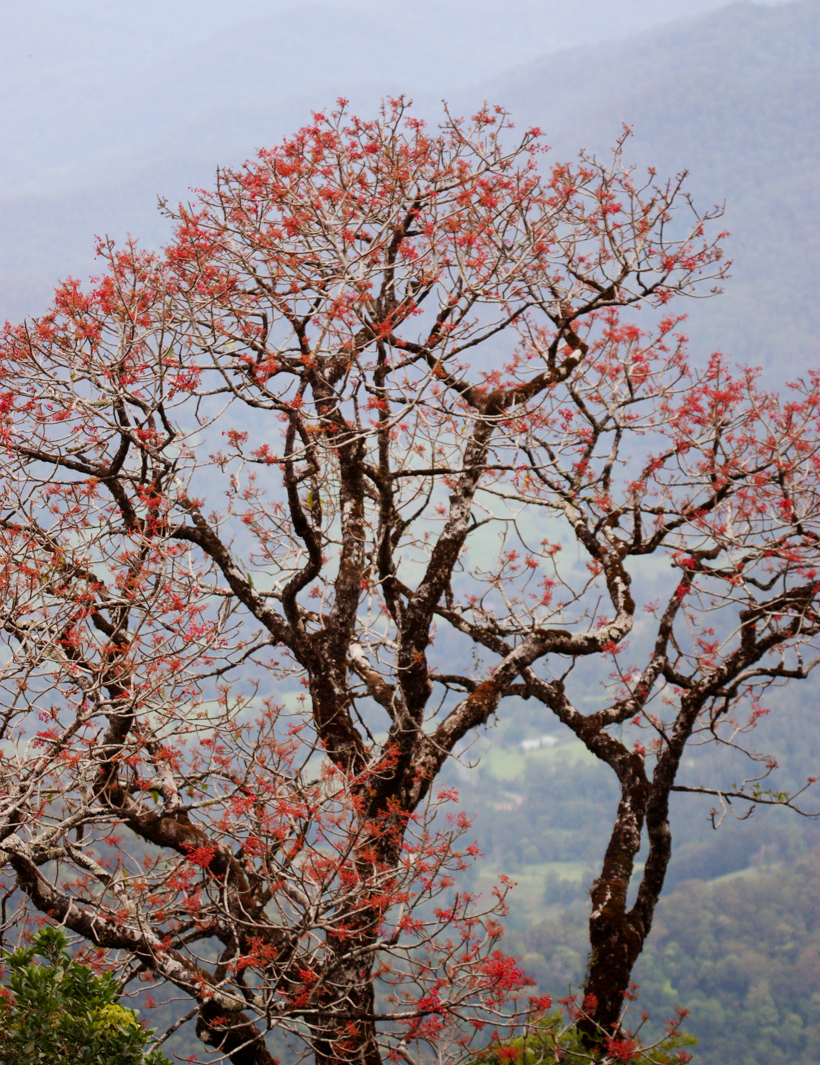 Illawarra flame tree main photo