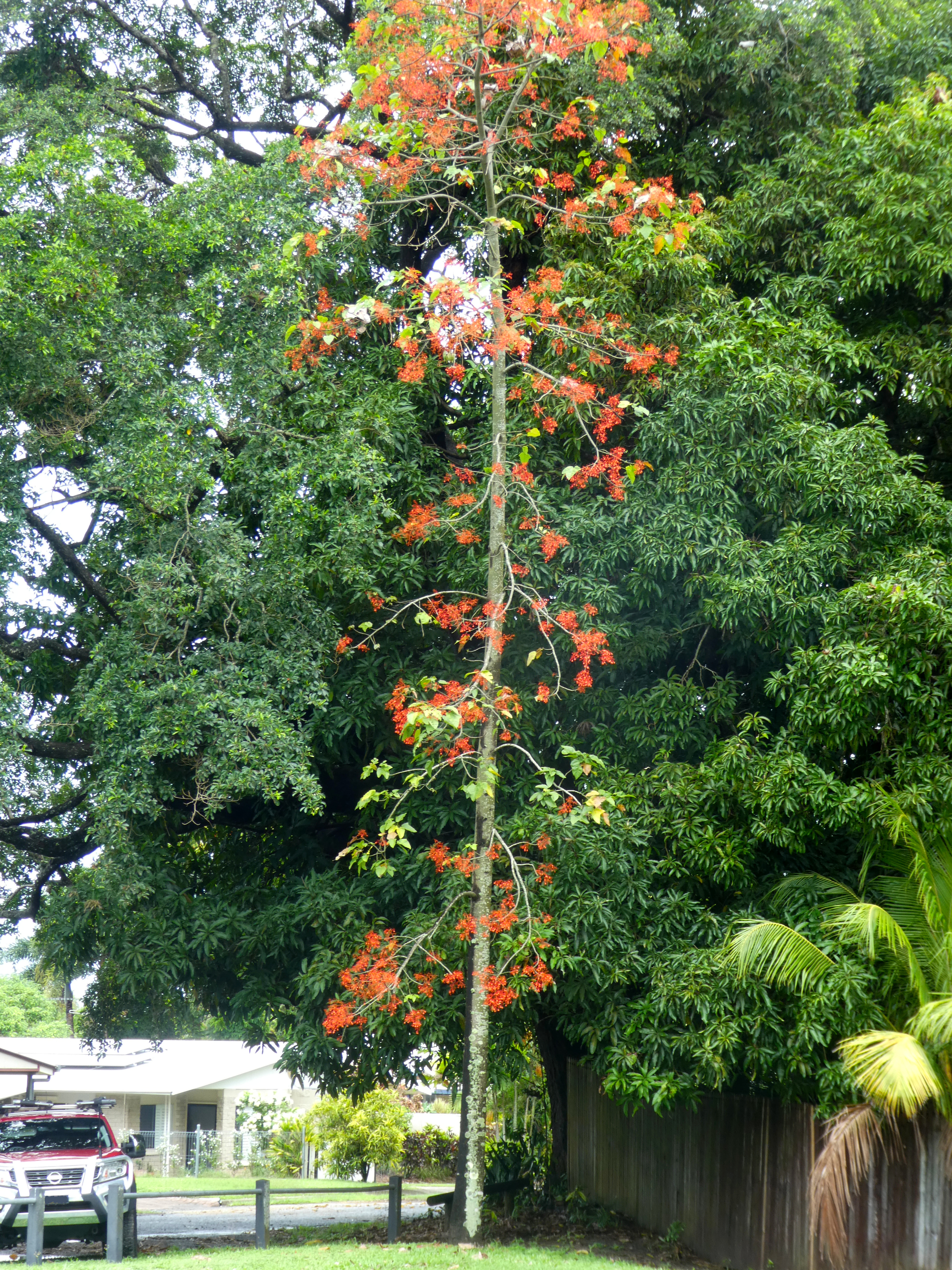 Illawarra flame tree - CAT-00112-B-Brachychiton-acerifolius.jpg