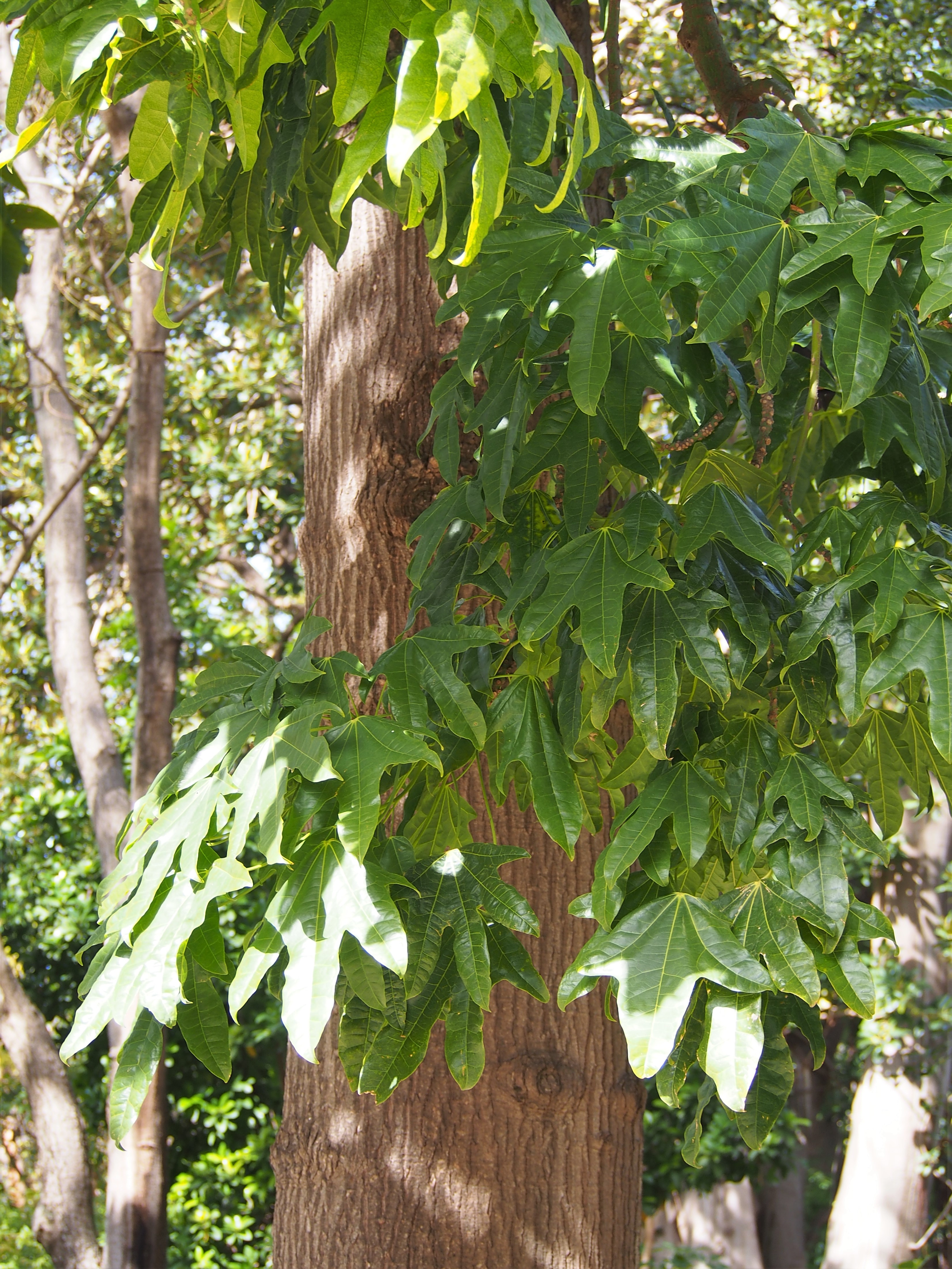 Illawarra flame tree - CAT-00112-Brachychiton-acerifolius-05.jpg