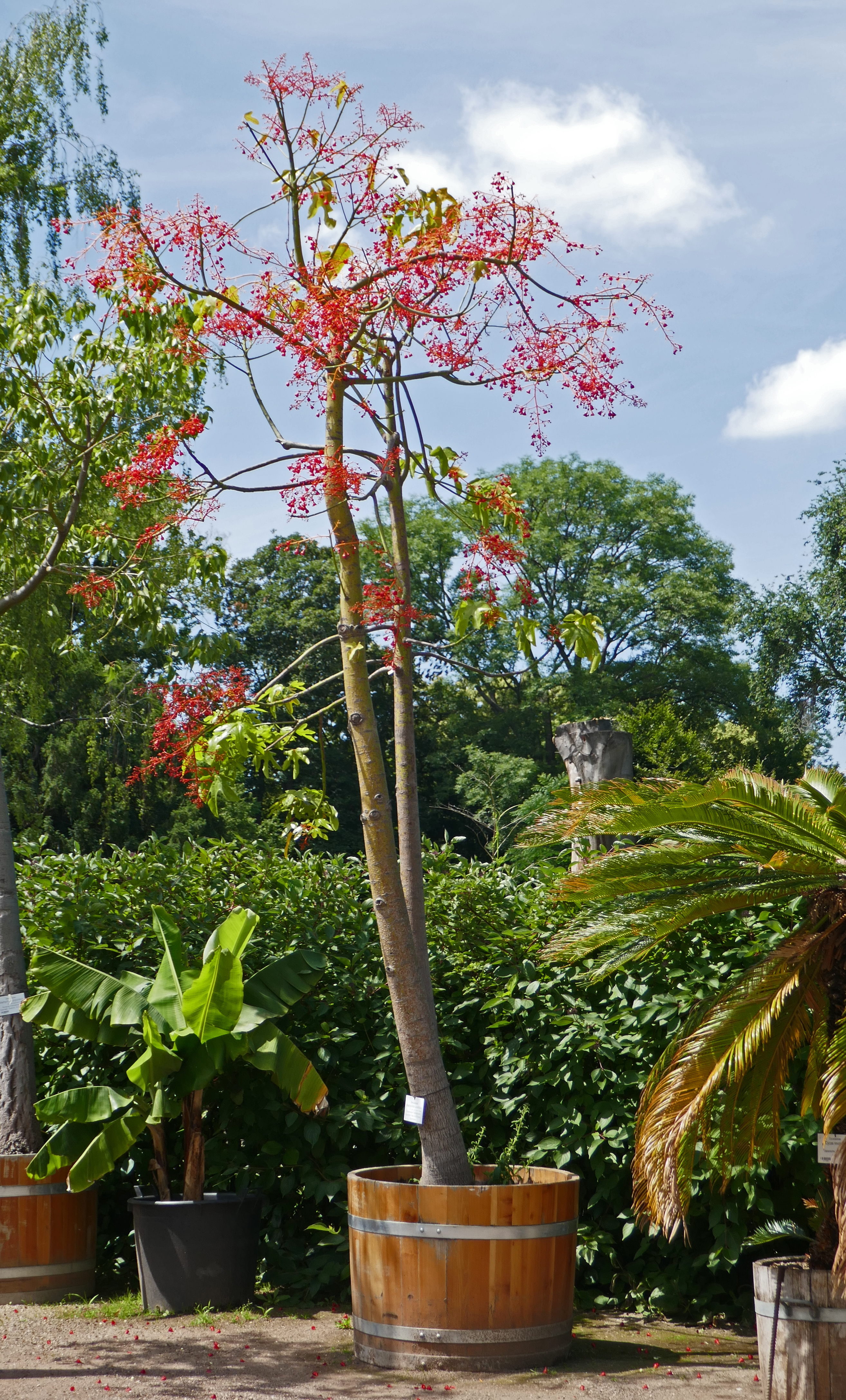 Illawarra flame tree - CAT-00112-Brachychiton-acerifolius-06.jpg