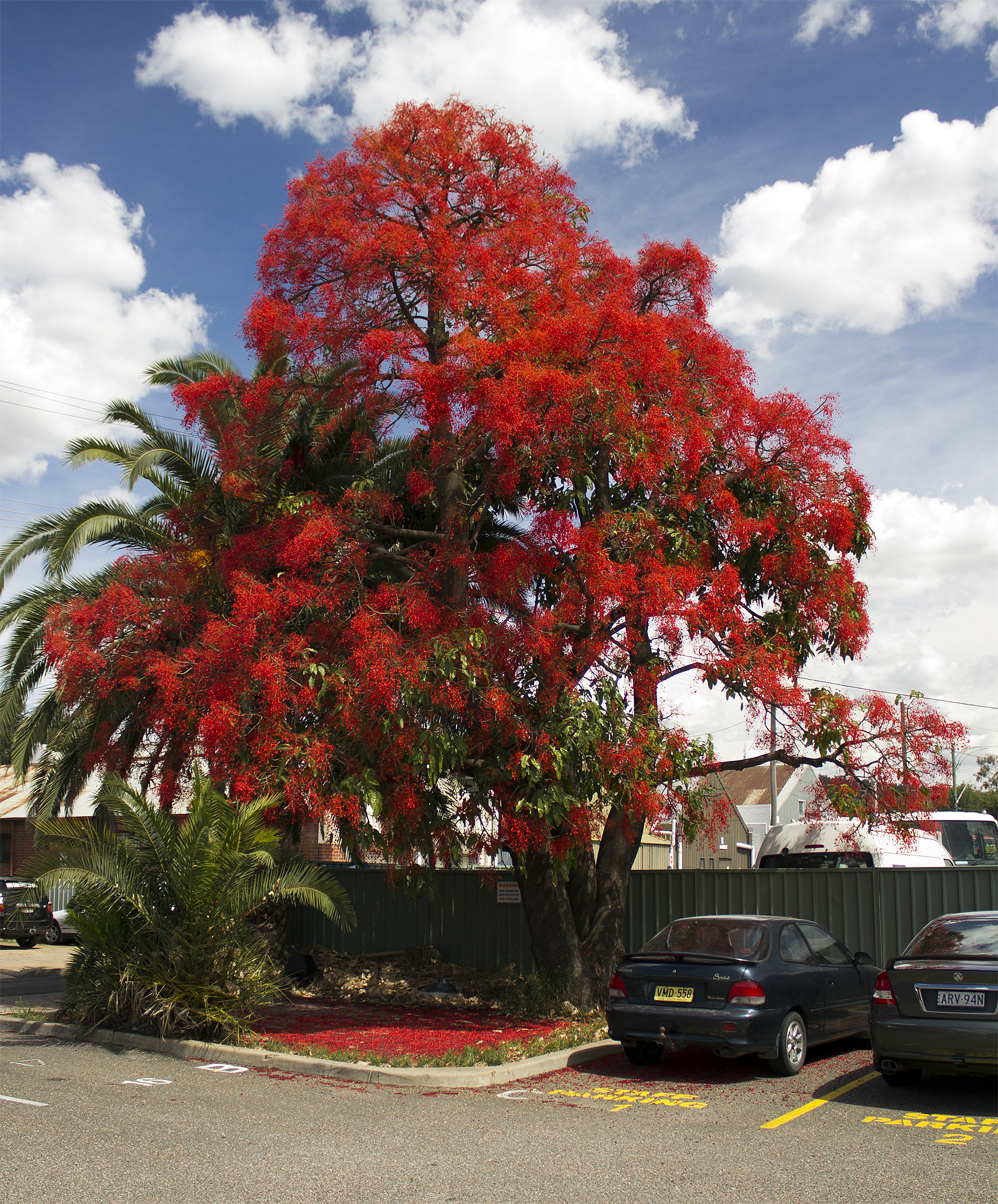 Illawarra flame tree - CAT-00112-F-Brachychiton-acerifolius.jpg