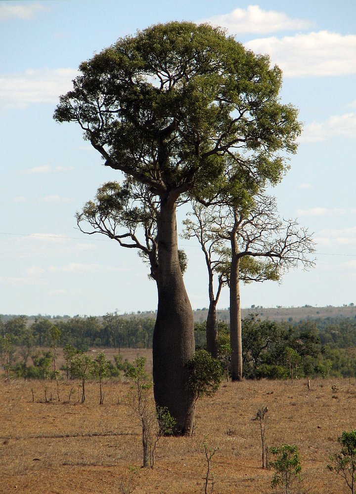 Queensland bottle tree main photo