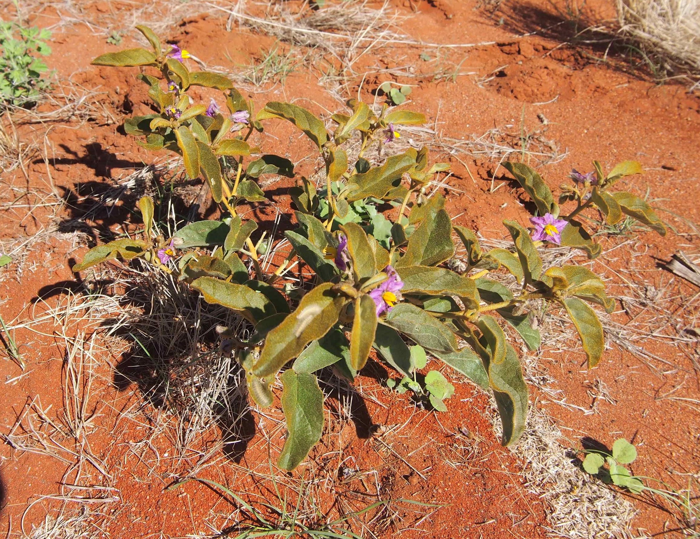Bush tomato / desert raisin - CAT-00115-B-Solanum-centrale.jpg